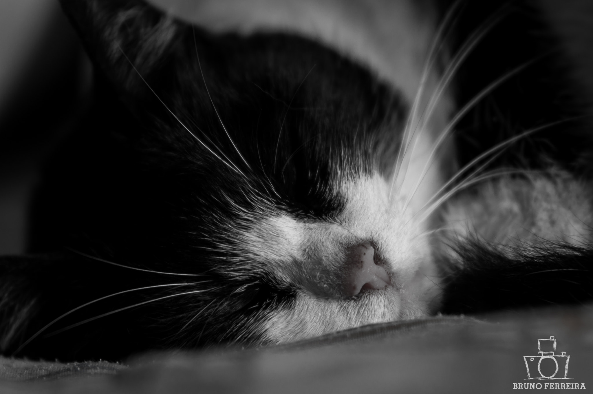 Nikon D90 + Tamron SP AF 70-200mm F2.8 Di LD (IF) MACRO sample photo. Cat sleeping photography