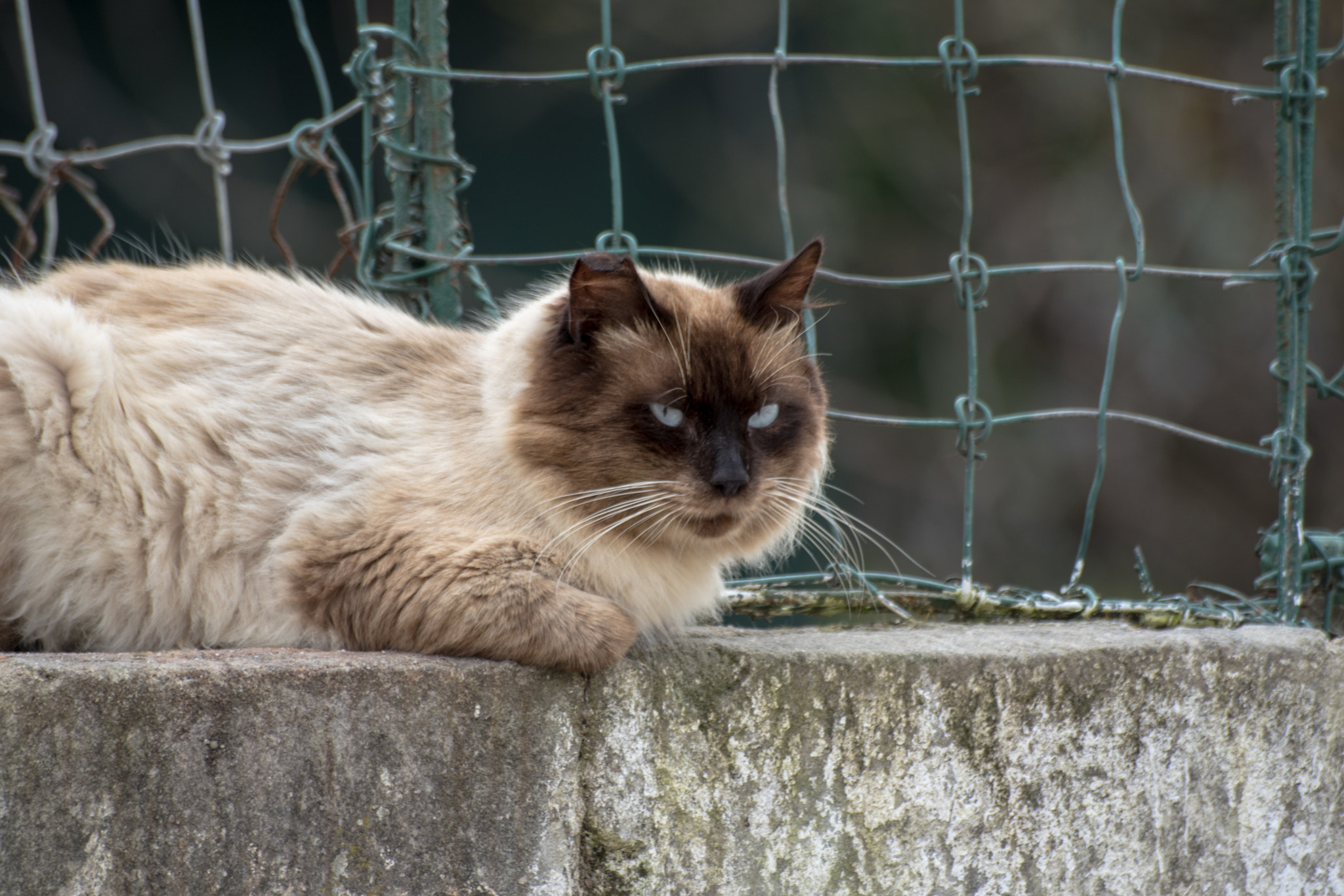 Sigma 70-300mm F4-5.6 APO DG Macro sample photo. Cat photography