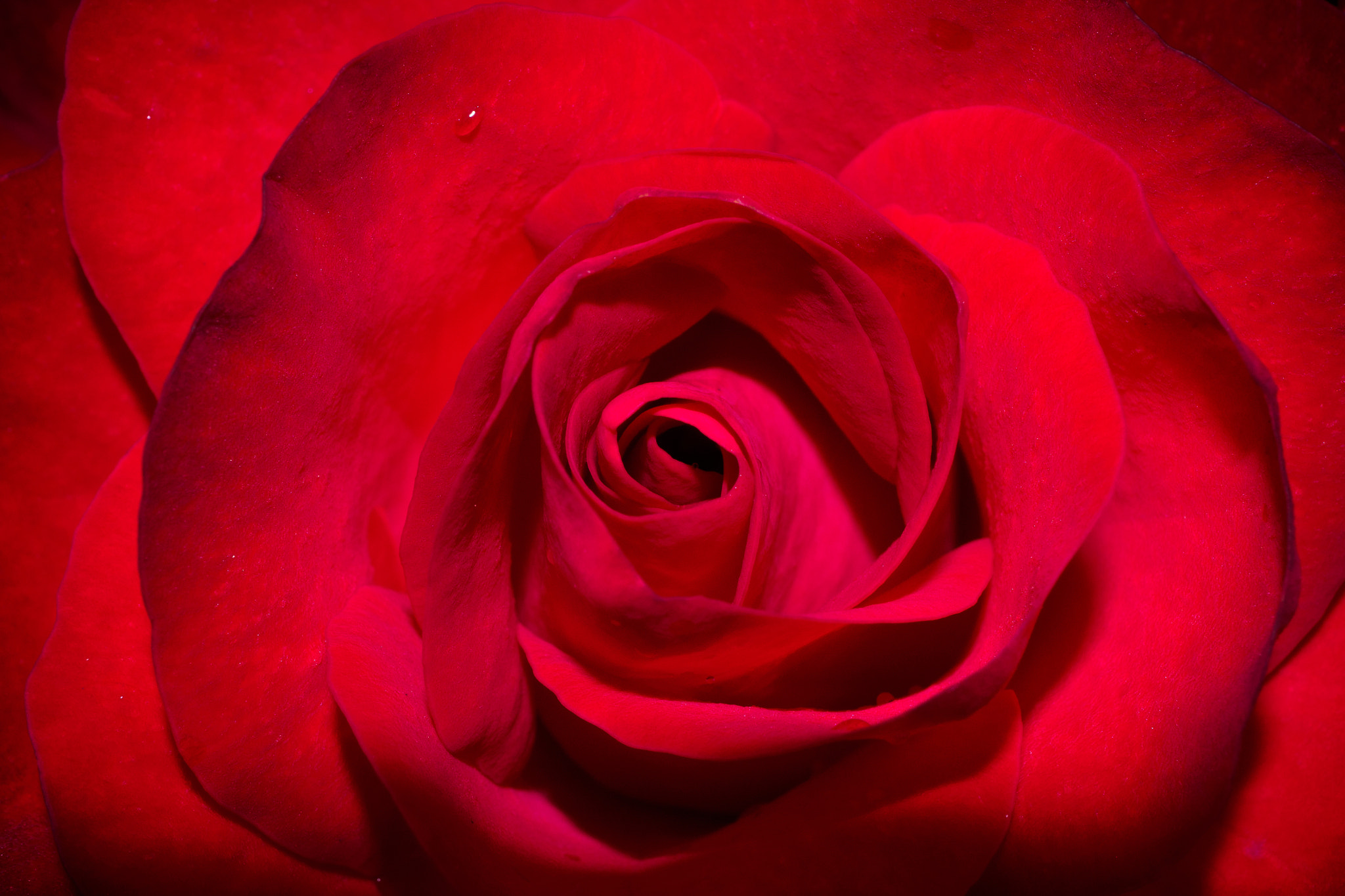 Panasonic Lumix G Macro 30mm F2.8 ASPH Mega OIS sample photo. Red red rose photography