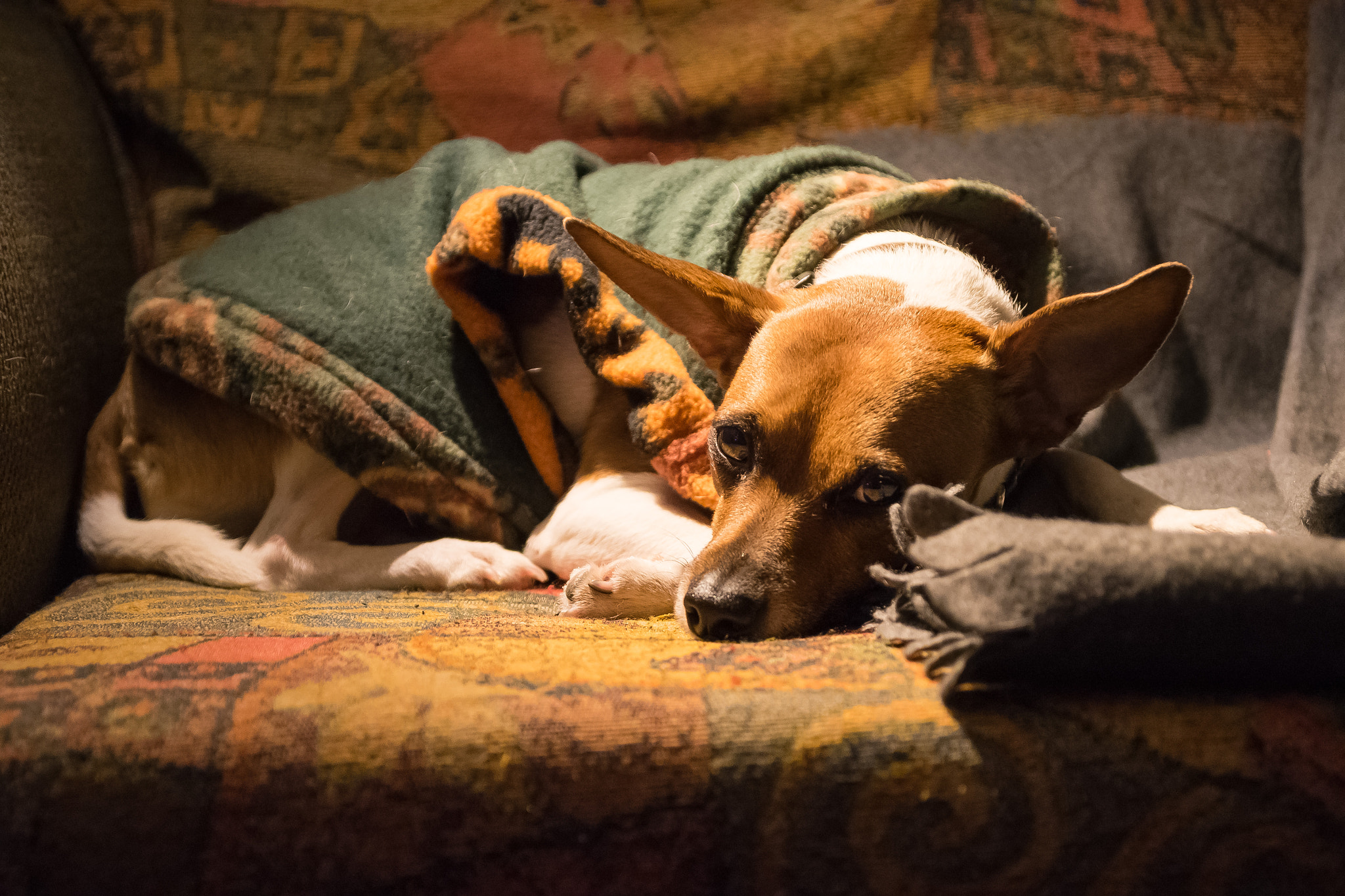 Sigma 17-70mm F2.8-4 DC Macro OS HSM sample photo. Cozy on the couch photography