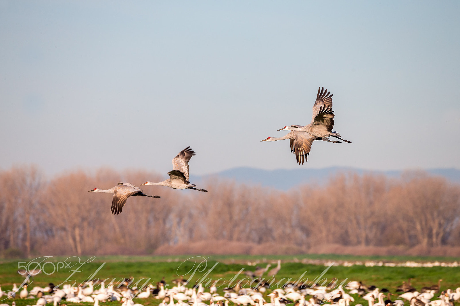 Sigma 150-600mm F5-6.3 DG OS HSM | C sample photo. Sandhill cranes photography