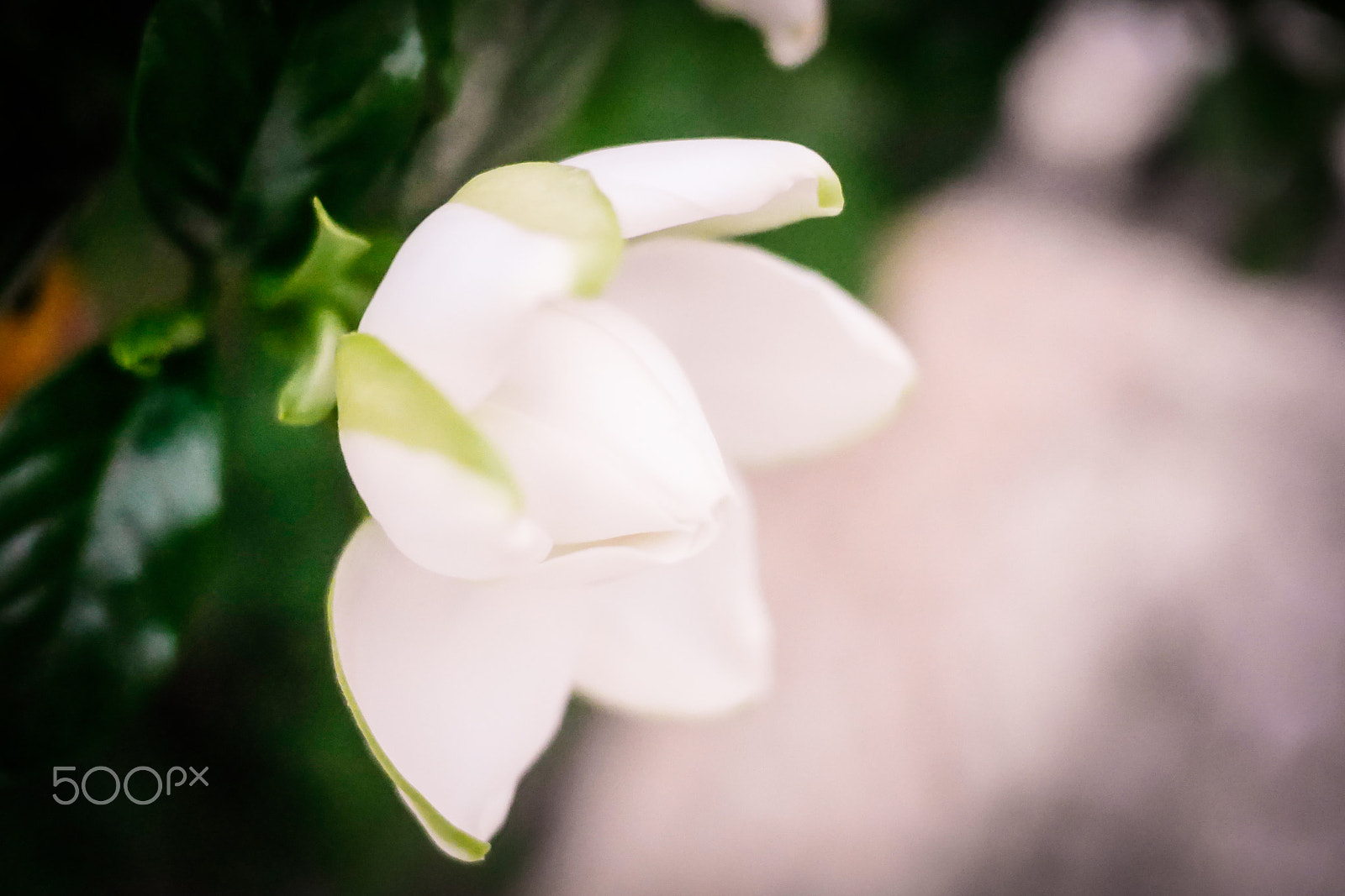 Panasonic Lumix DMC-GX7 + Panasonic Lumix G 20mm F1.7 ASPH sample photo. © paula datti photography