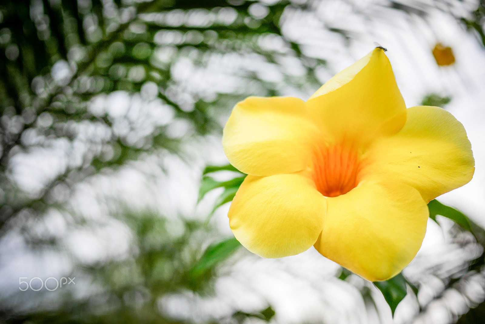 Panasonic Lumix DMC-GX7 + Panasonic Lumix G 20mm F1.7 ASPH sample photo. © paula datti photography