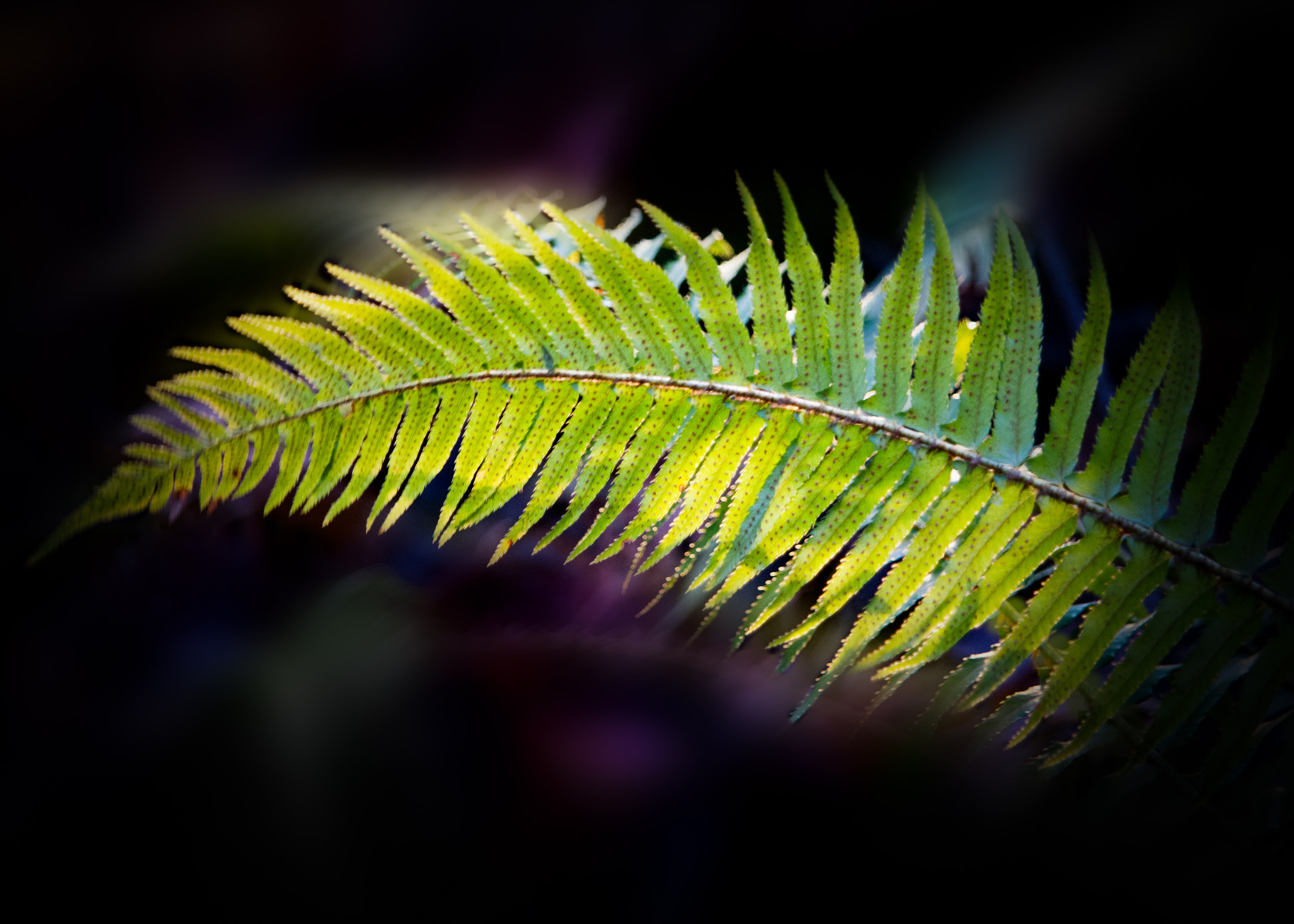 Nikon D3X + AF Zoom-Nikkor 24-120mm f/3.5-5.6D IF sample photo. Lighted fern photography