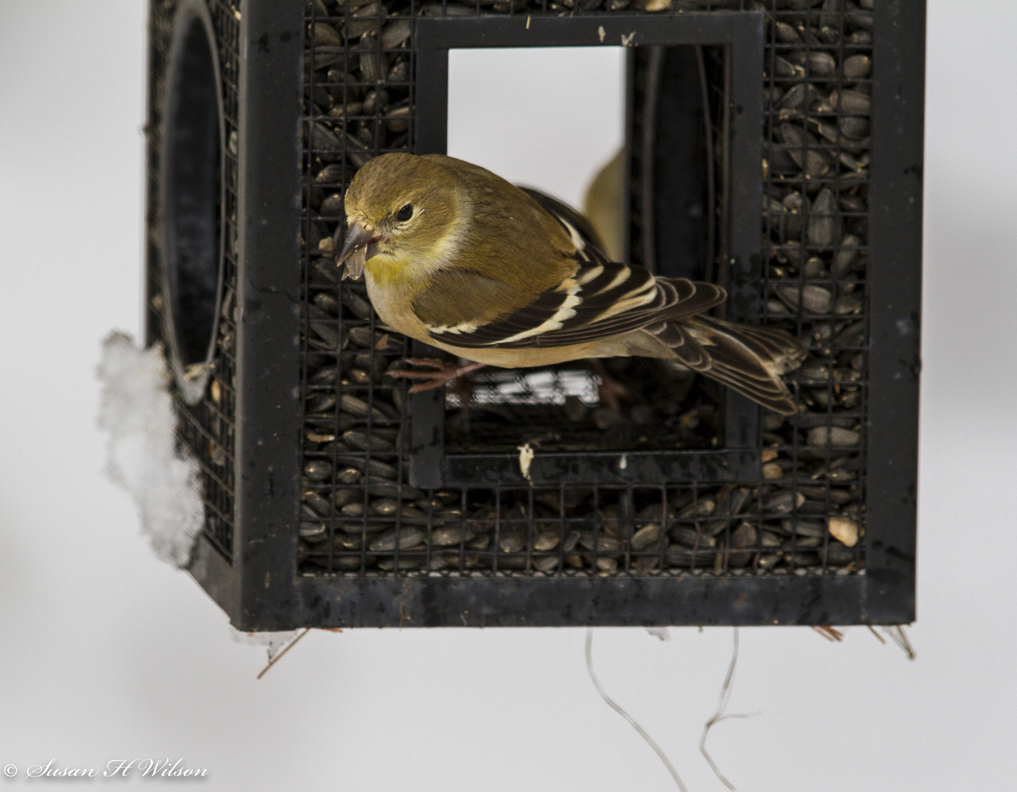 Canon EF 600mm F4L IS II USM sample photo. Golden boy photography