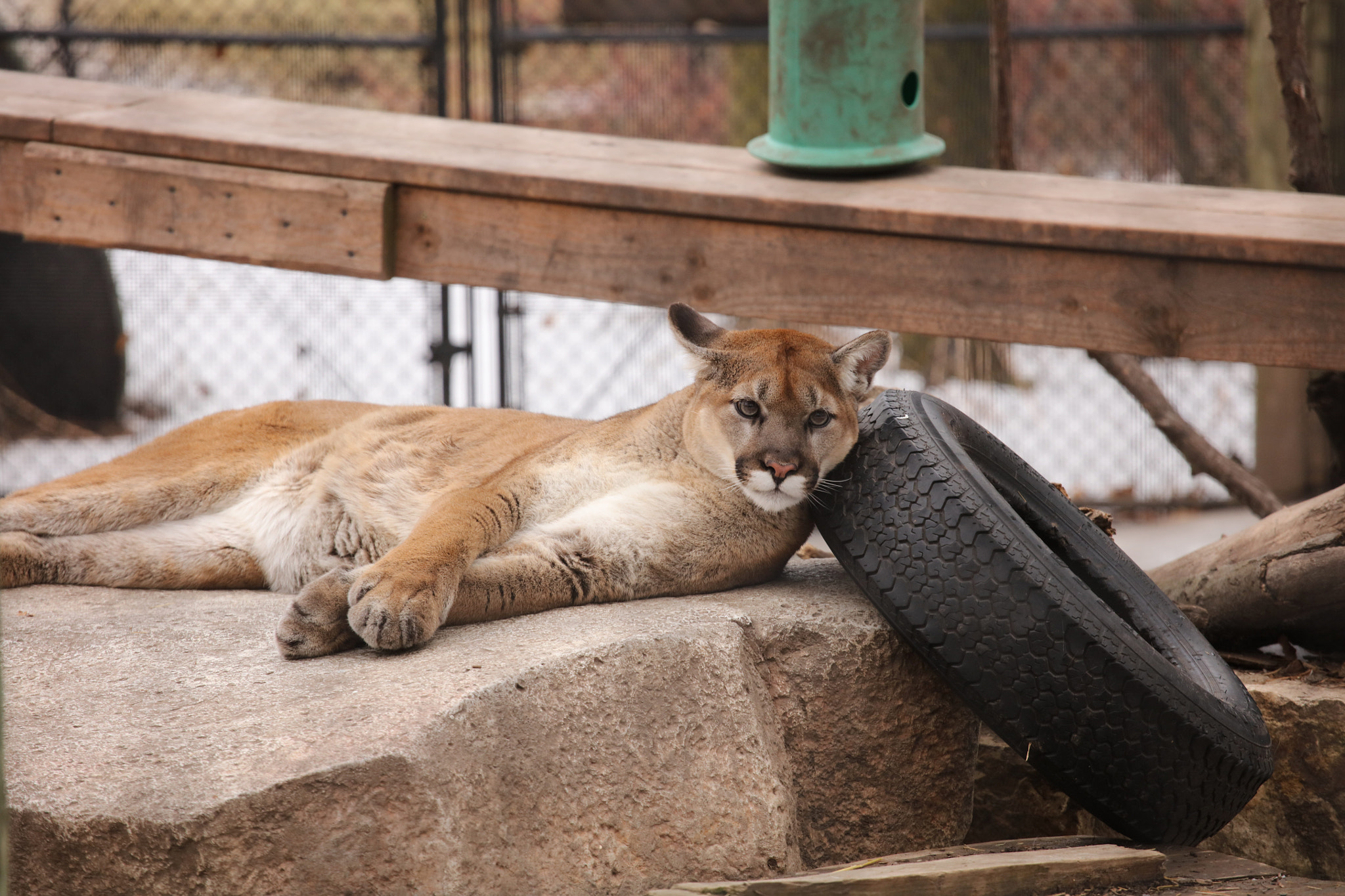 Canon EOS 5DS R + Canon EF 70-200mm F4L USM sample photo. 3c9a0085.jpg photography