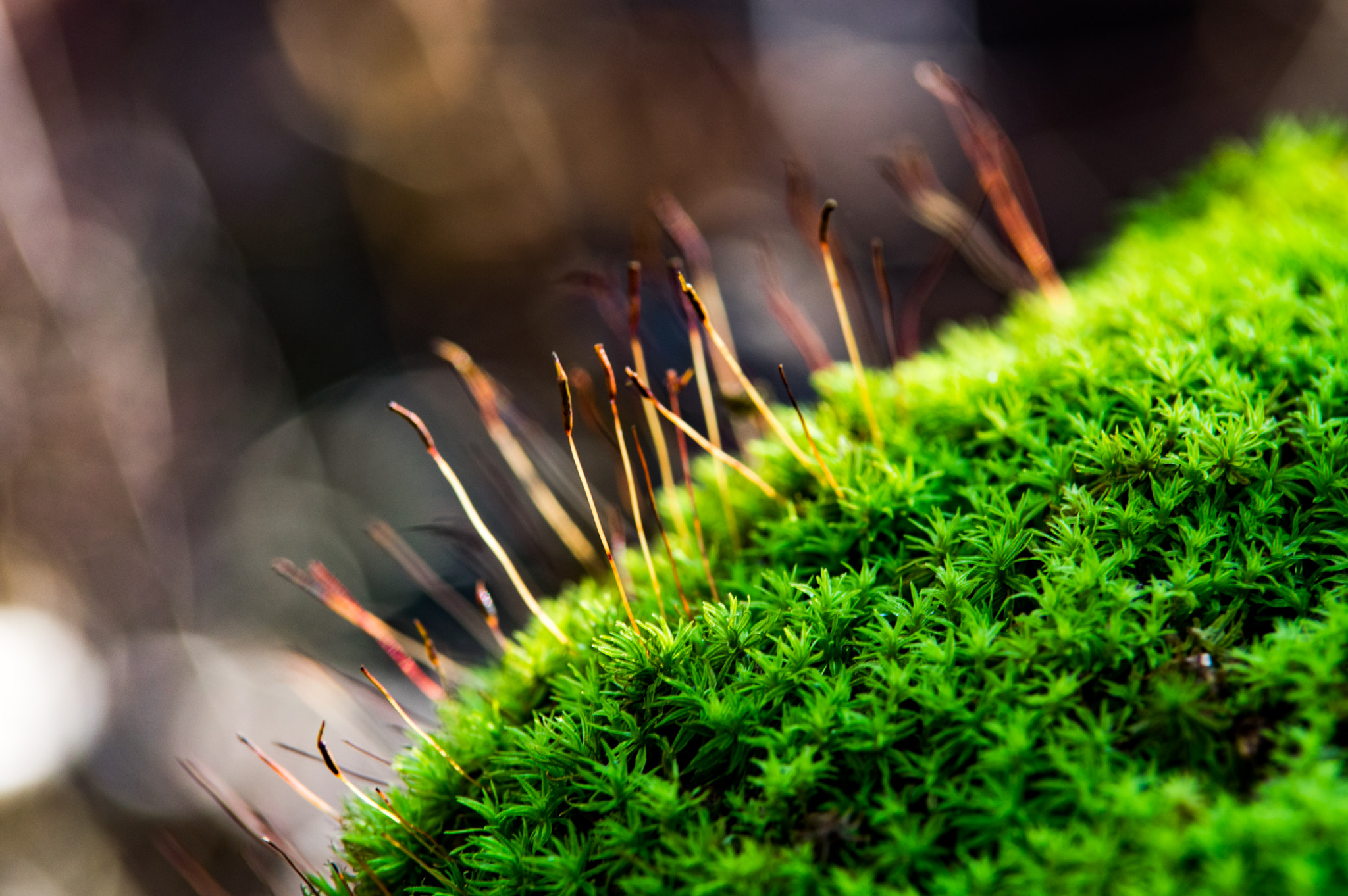 Pentax K-3 sample photo. Moss photography