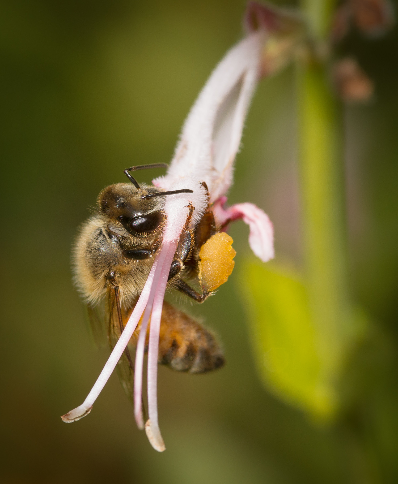 Sony Alpha DSLR-A850 + Sigma AF 105mm F2.8 EX [DG] Macro sample photo. Working bee photography