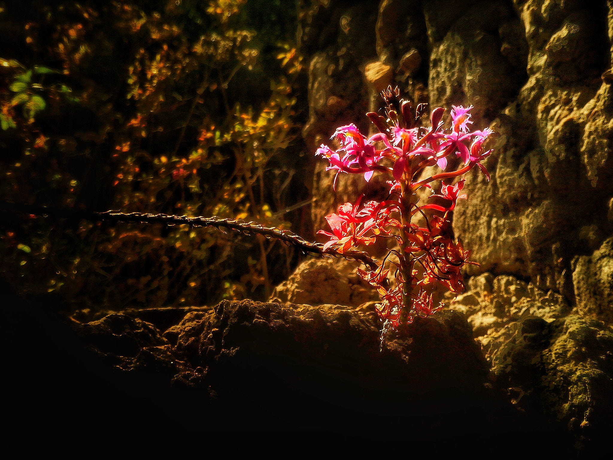 Motorola RAZR D1 sample photo. Flor silvestre  photography