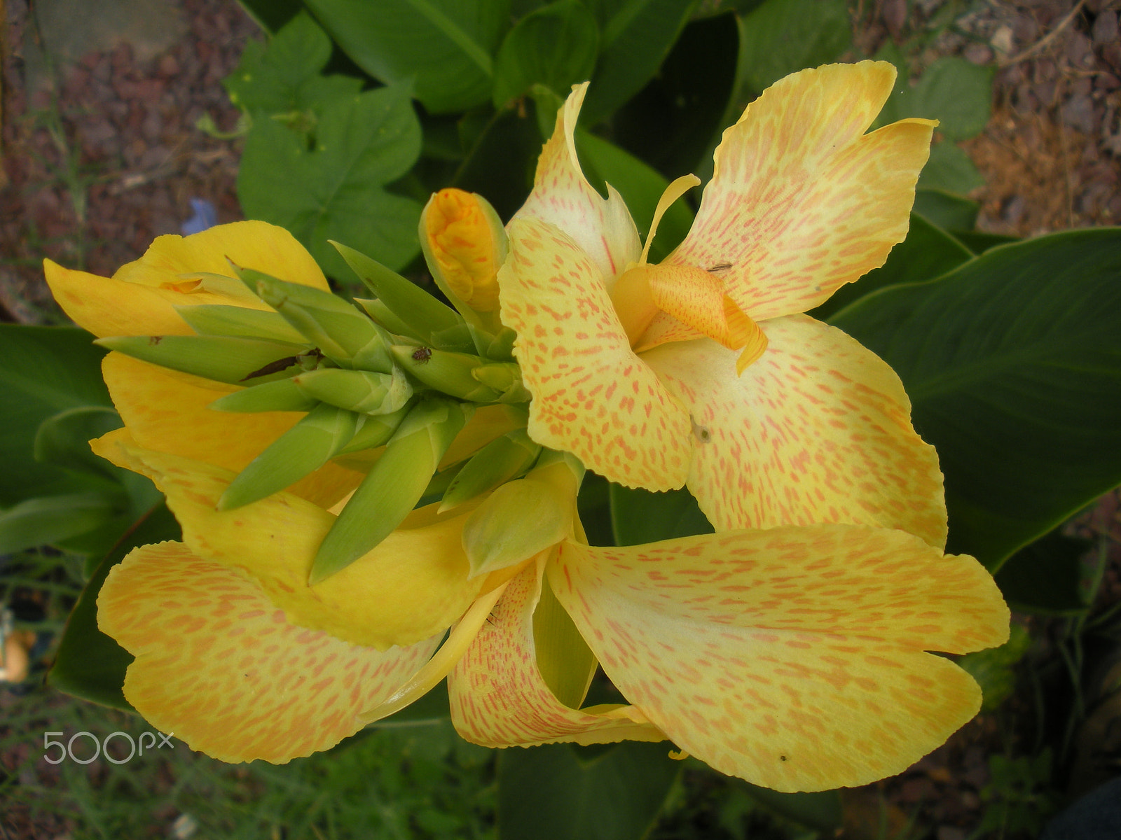 Nikon Coolpix S560 sample photo. Speckled flower photography