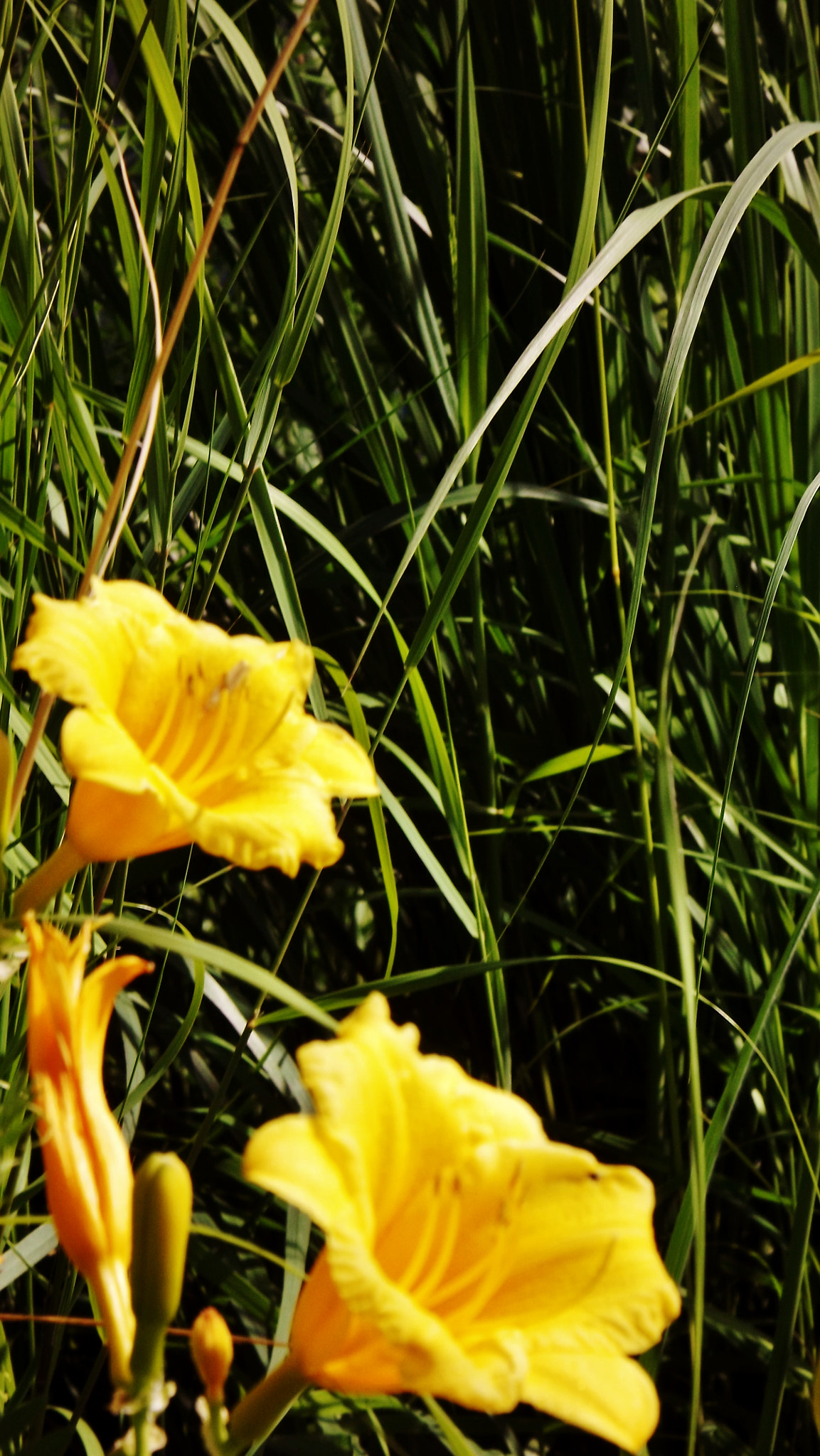 Fujifilm FinePix S3400 sample photo. Yellows flowers at the public garden photography