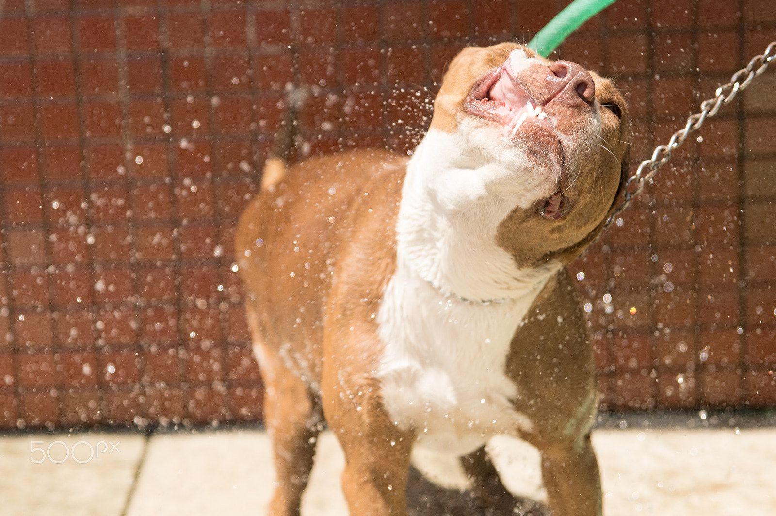 Sigma 24-70mm F2.8 EX DG HSM sample photo. Bath time! photography