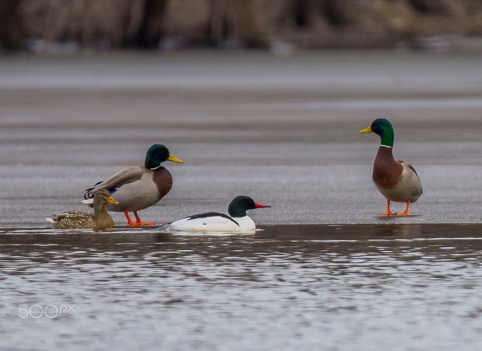 Sigma 150-600mm F5-6.3 DG OS HSM | C sample photo. Chatting photography
