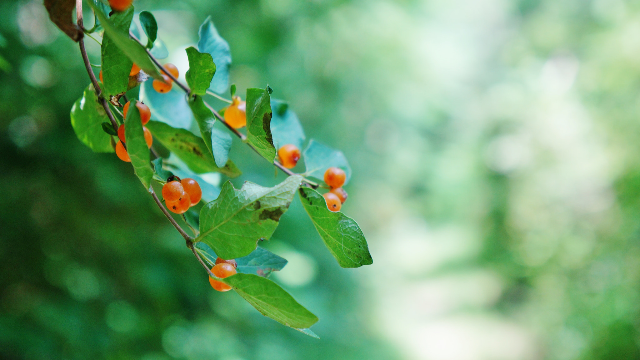 Sony FE 28-70mm F3.5-5.6 OSS sample photo. Bright red berries photography
