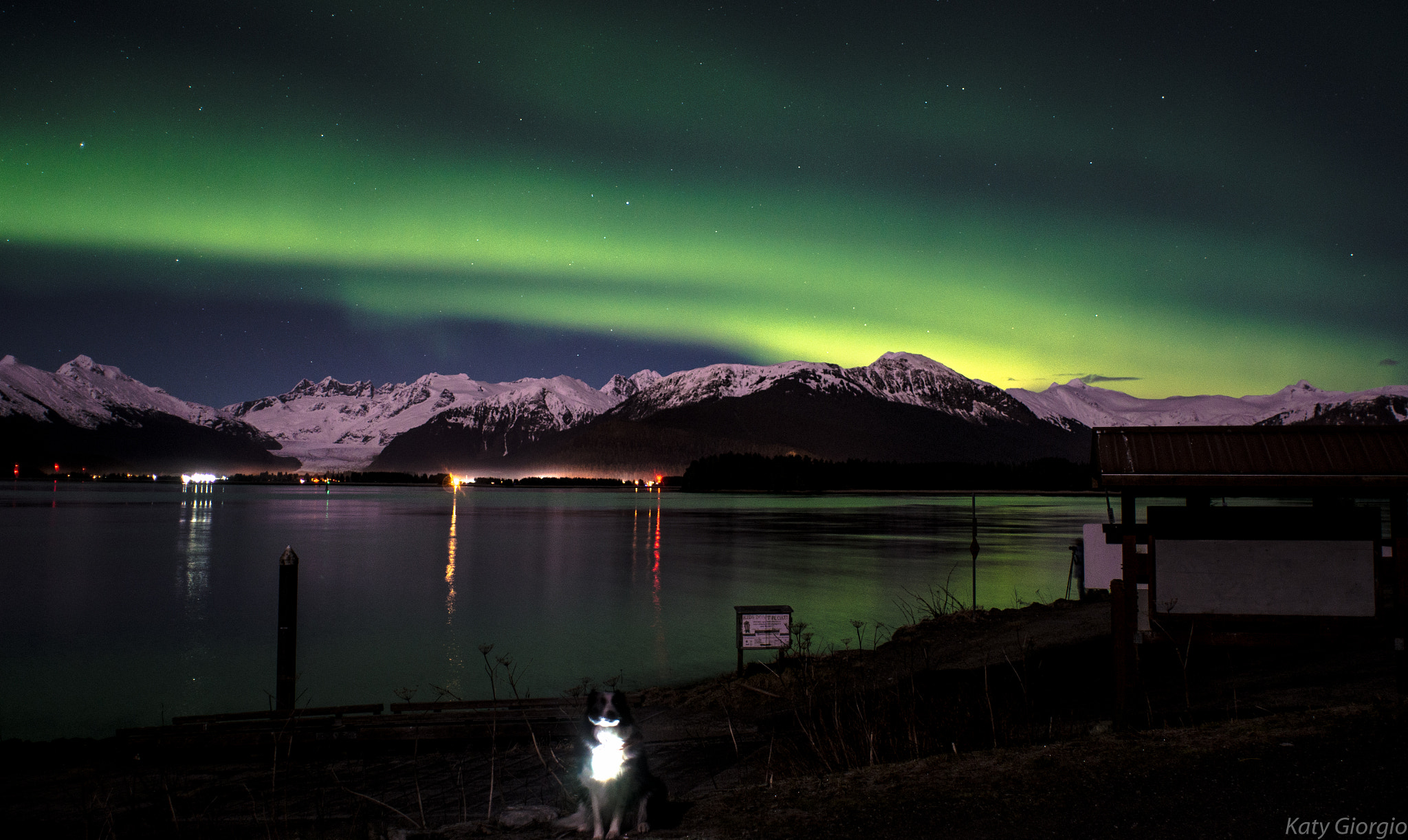 Nikon D7000 + Nikon AF Nikkor 20mm F2.8D sample photo. Dog under the northern lights photography