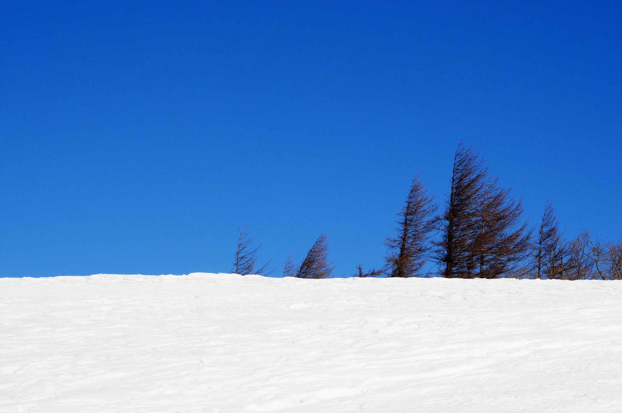 Nikon D300 + AF Zoom-Nikkor 35-70mm f/2.8D sample photo. Winter trees photography