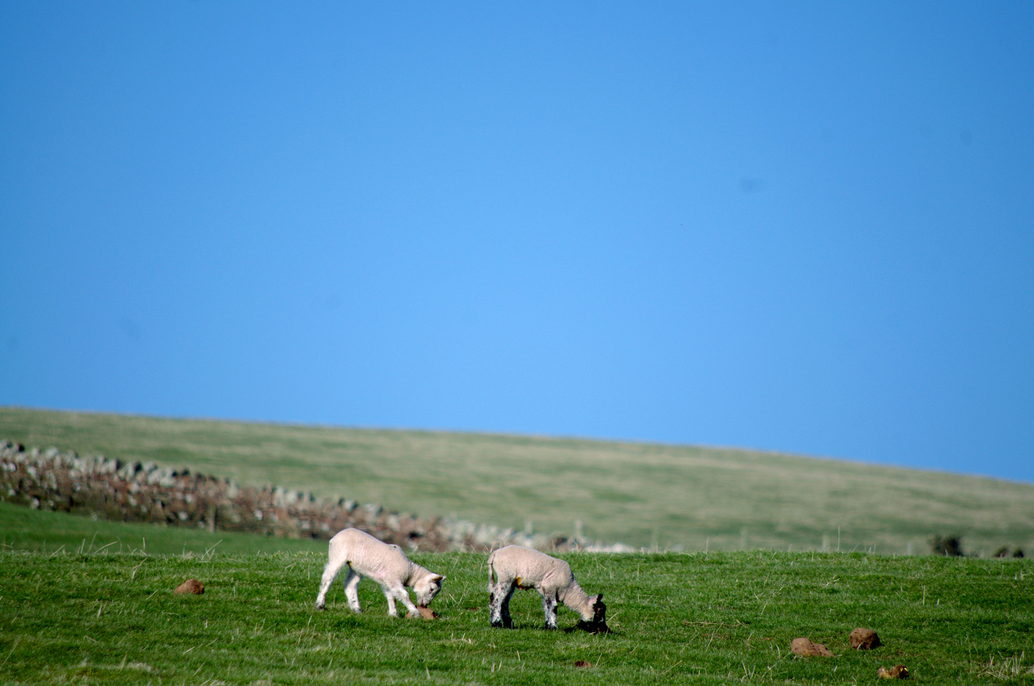 Pentax K-x sample photo. Sheeps photography