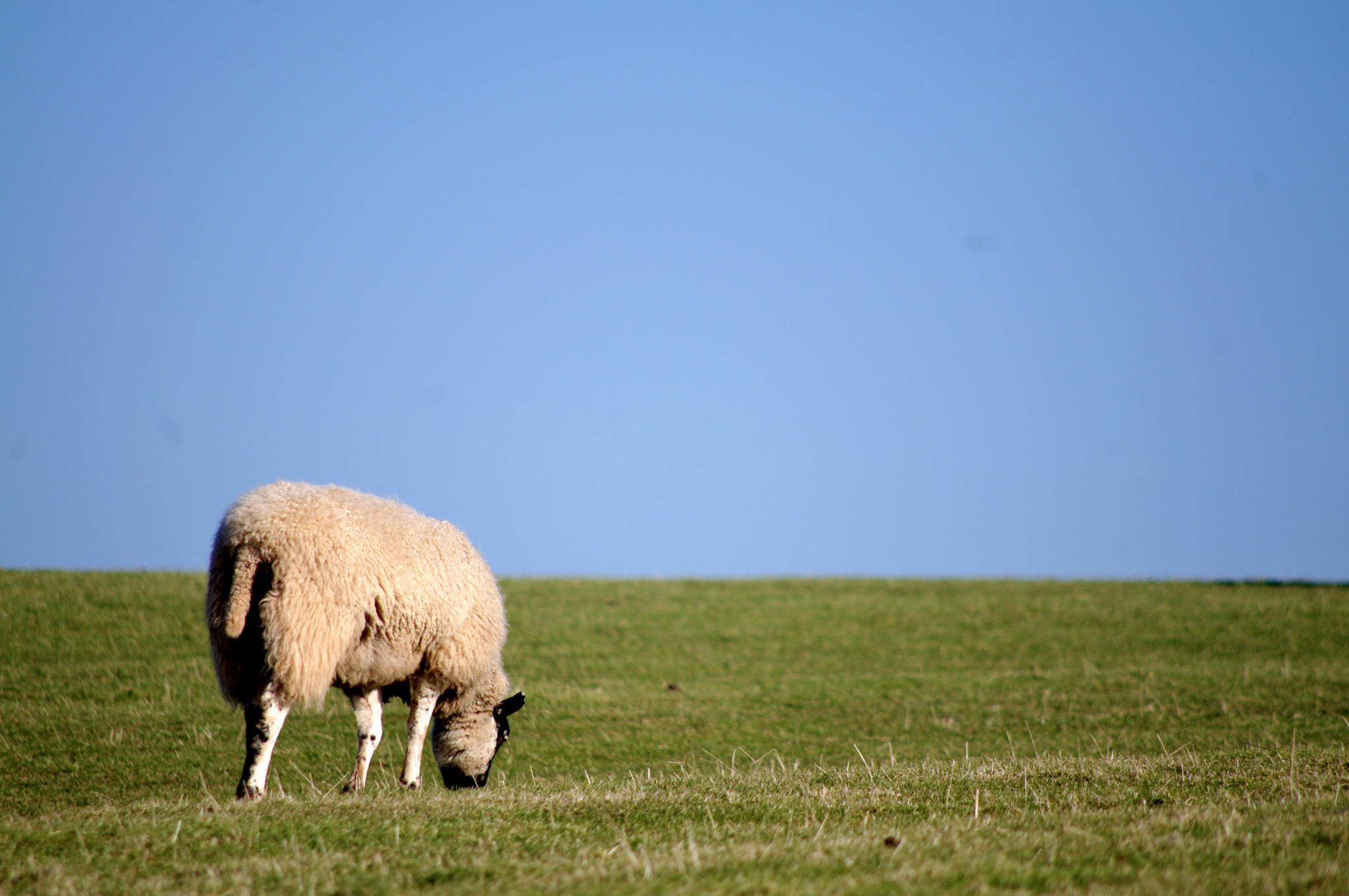 Pentax smc DA 55-300mm F4.0-5.8 ED sample photo. Sheep photography