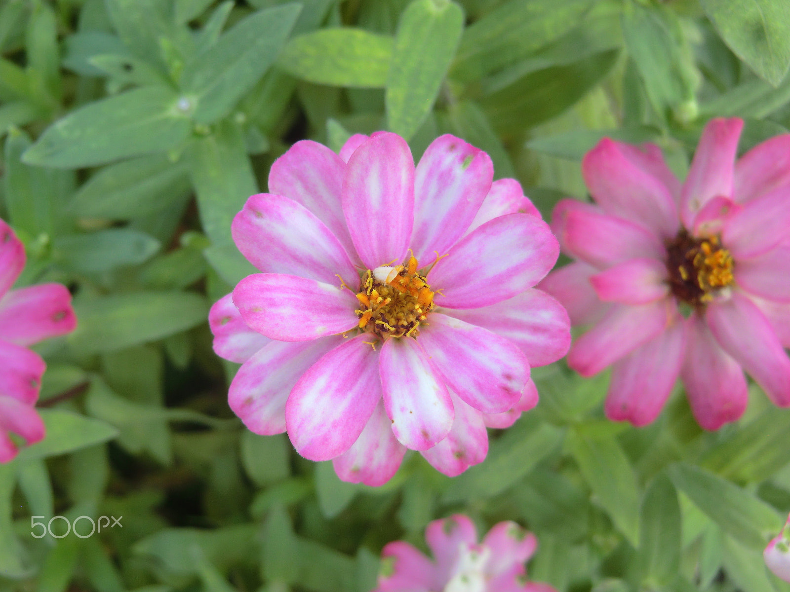 CASIO EX-H15 sample photo. Dreamy pink photography