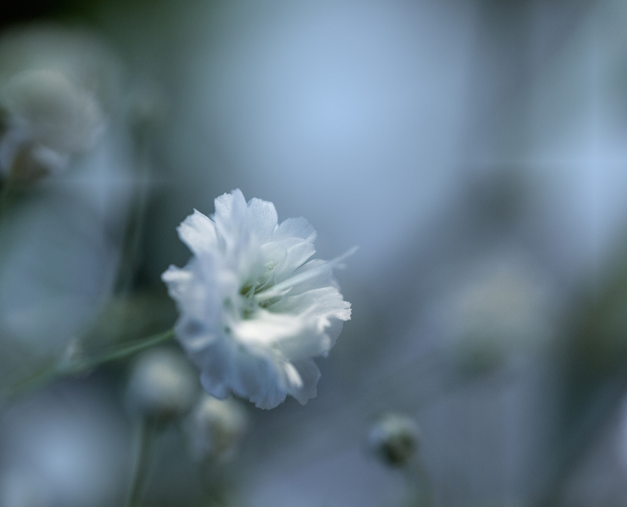 Canon EF 100mm F2.8L Macro IS USM sample photo. Where the tiniest flowers grow photography