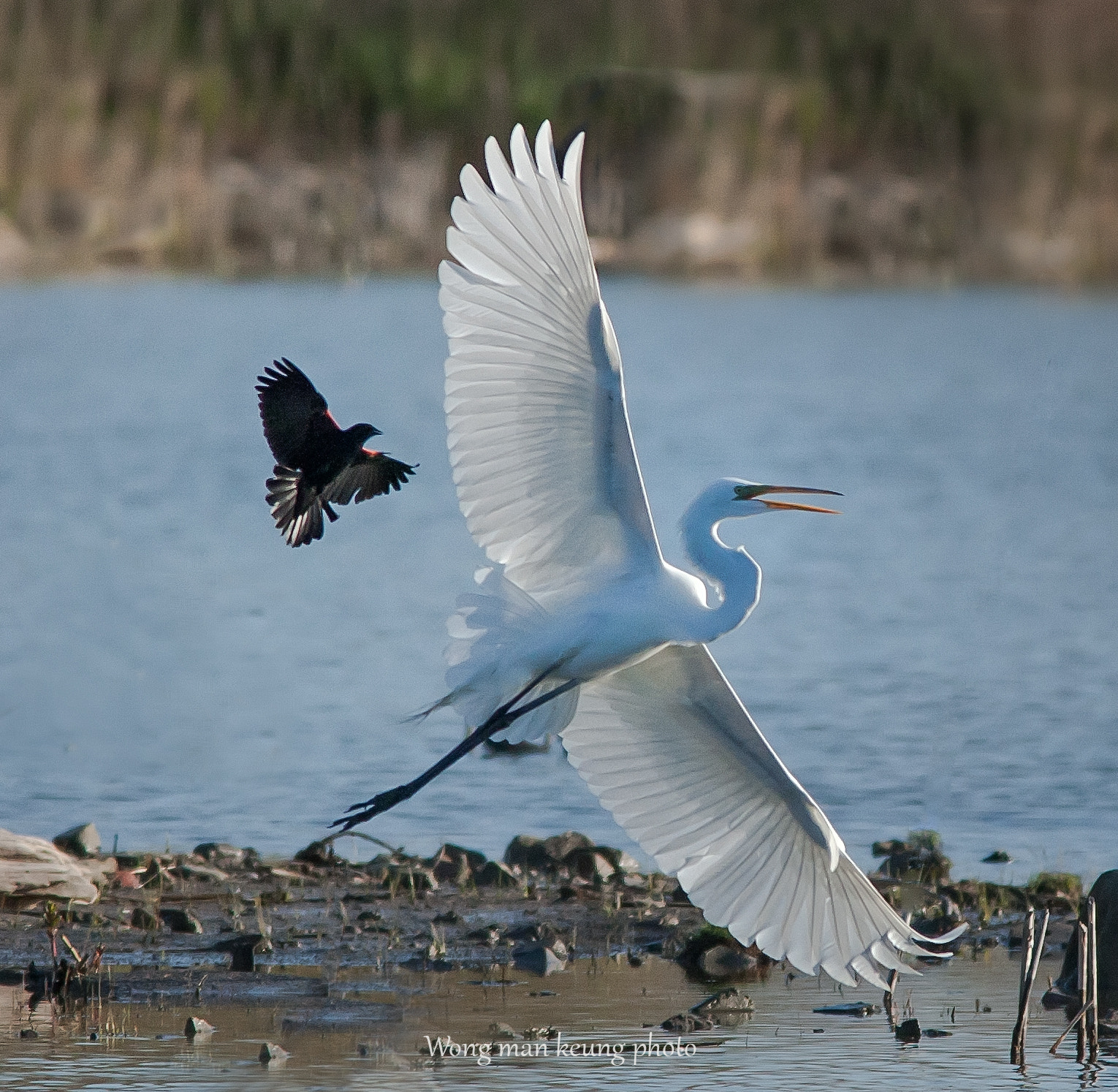 Canon EF 400mm F5.6L USM sample photo. Attack photography