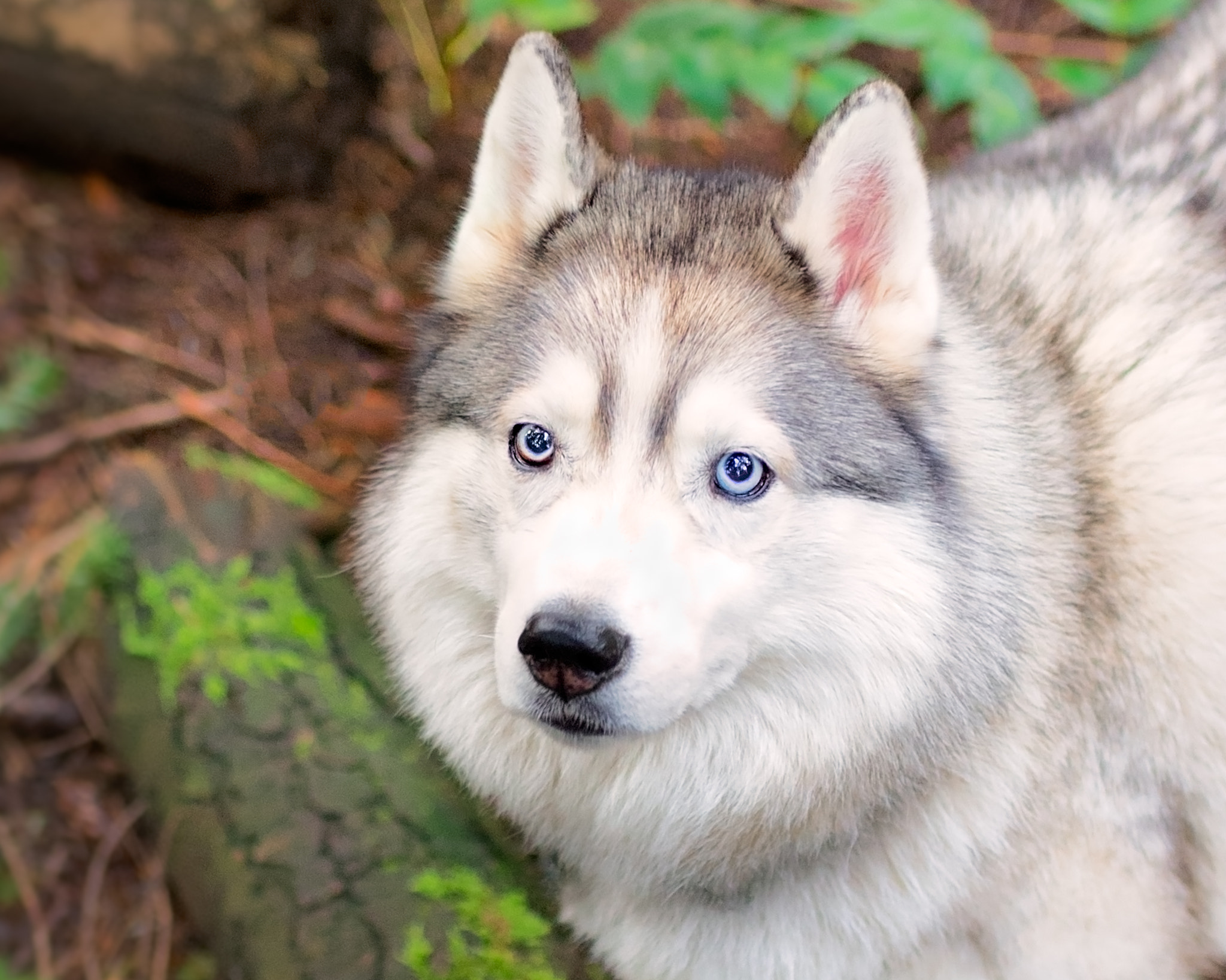Nikon D610 + AF-S Nikkor 35mm f/1.8G sample photo. Koda - portrait photography