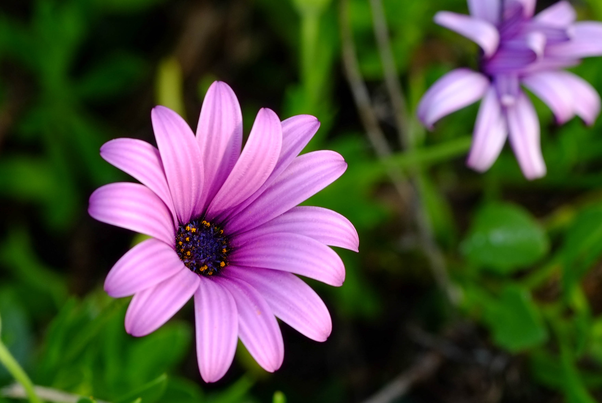Fujifilm X-Pro1 + Fujifilm XF 90mm F2 R LM WR sample photo. Sping photography