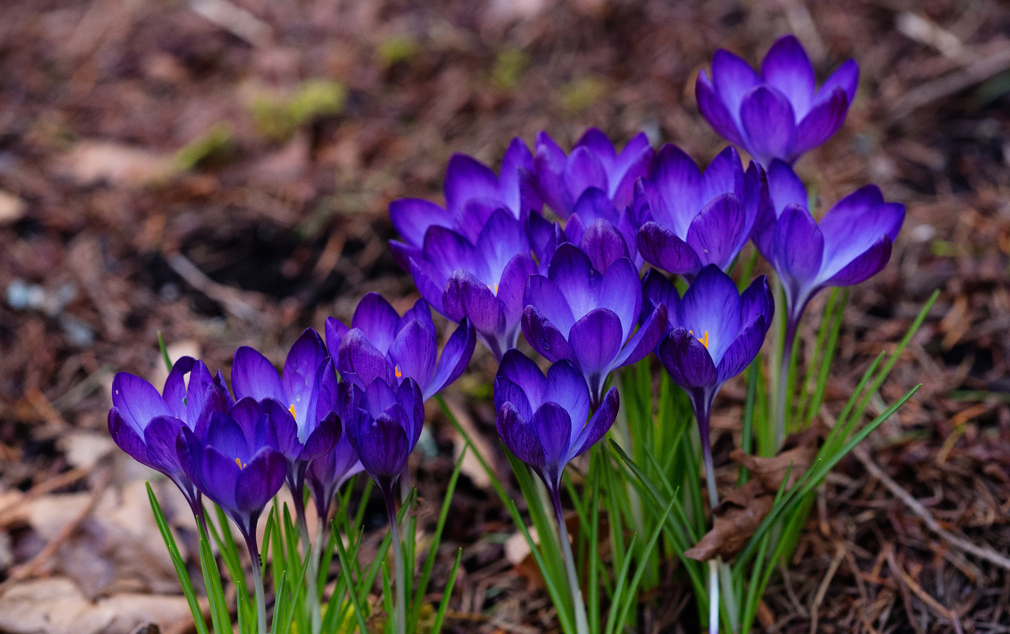 Apo-Macro-Summarit-S 120 sample photo. Purple wild flowers (of ) photography
