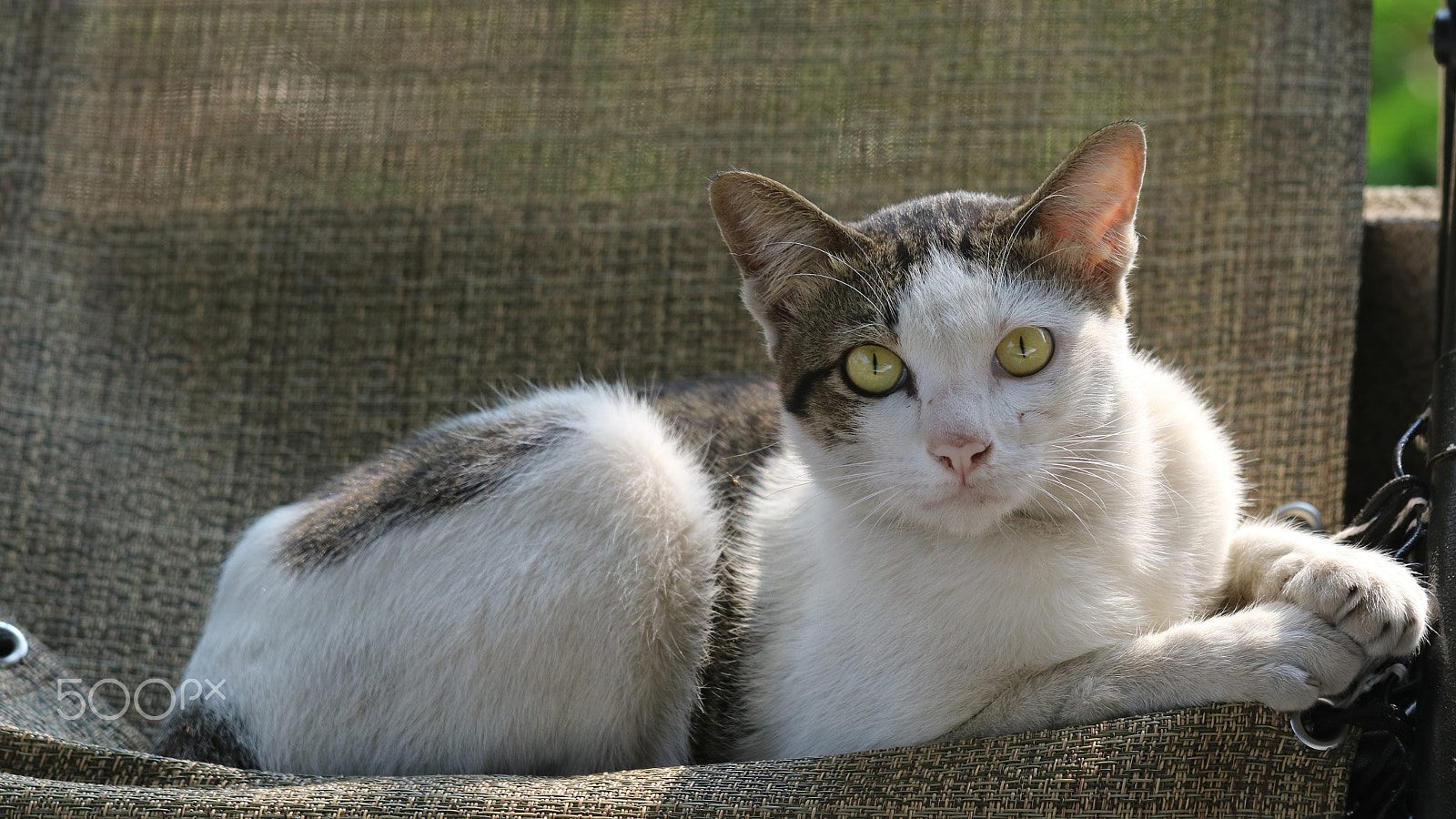 Canon EOS M3 + Canon EF 70-200mm F4L IS USM sample photo. Siamese cat photography