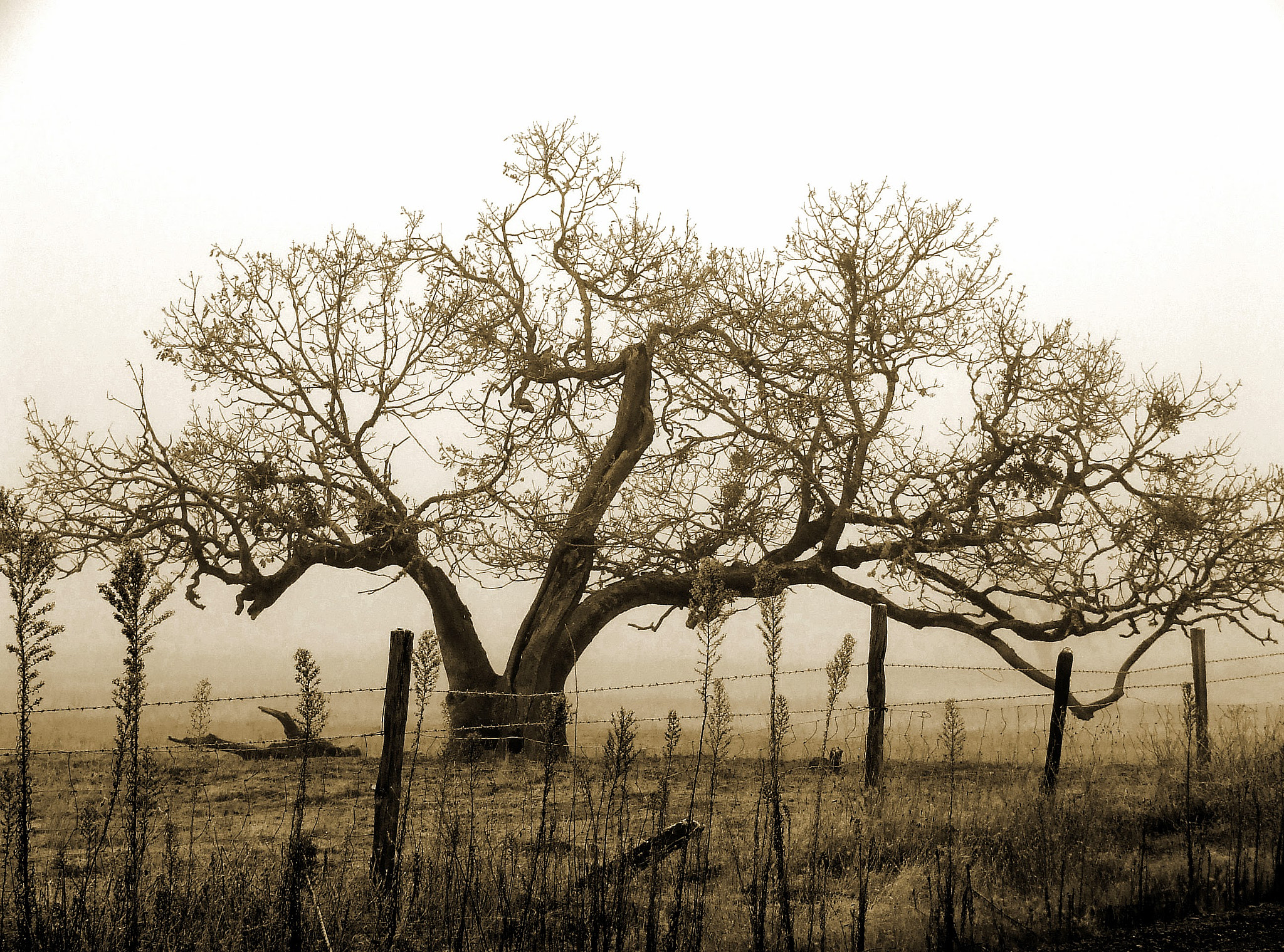 Fujifilm FinePix S5200 sample photo. Old oak photography