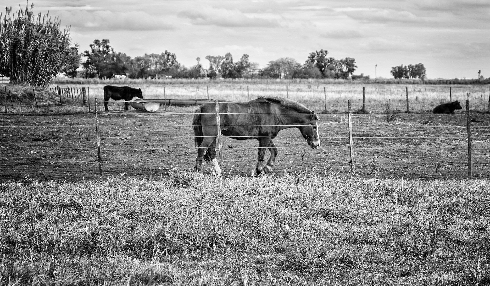 Canon EOS 60D + Canon EF 70-210mm f/4 sample photo. Horse photography