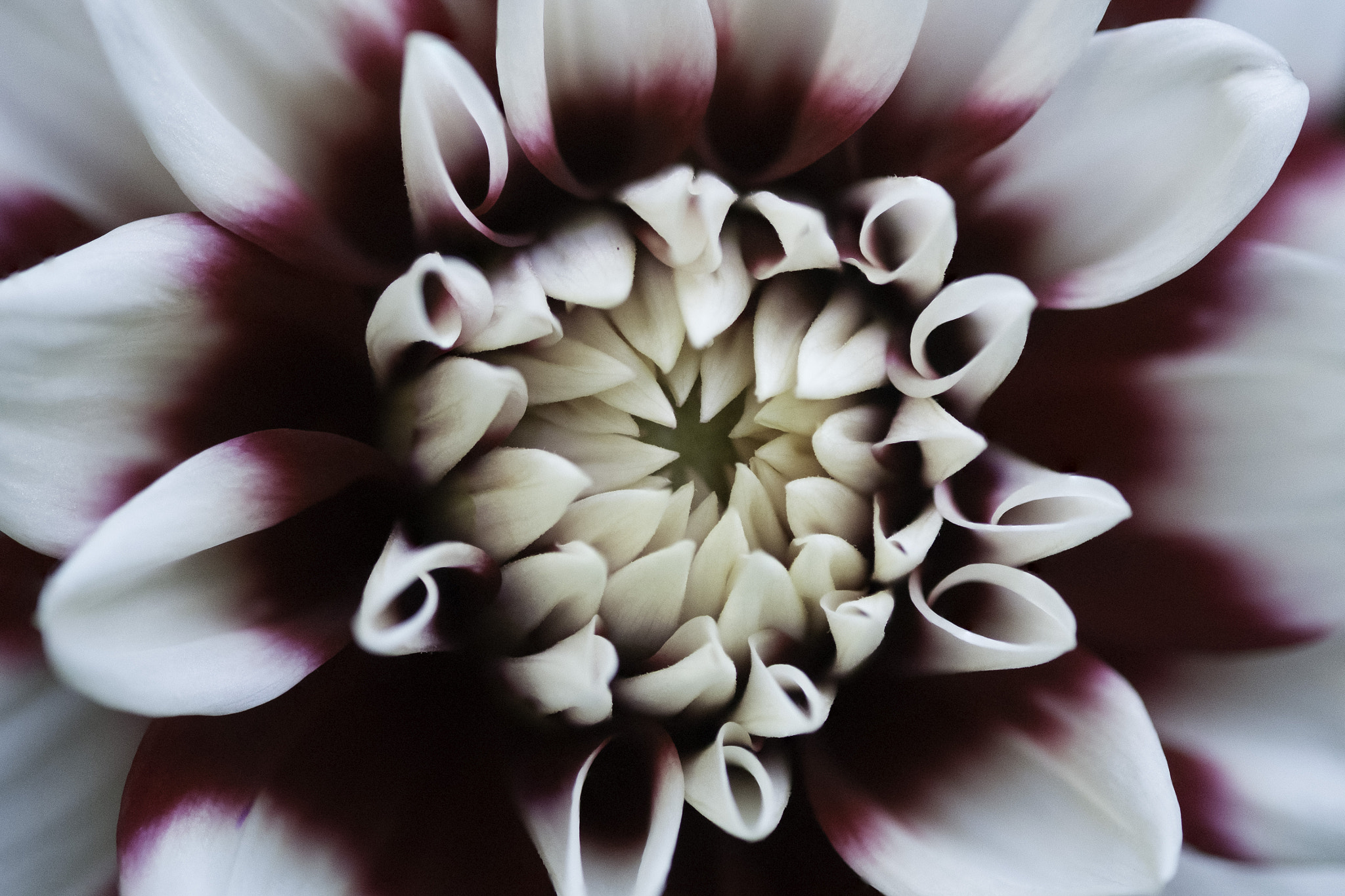 Fujifilm X-M1 + Fujifilm XF 60mm F2.4 R Macro sample photo. Edinburgh dahlia photography