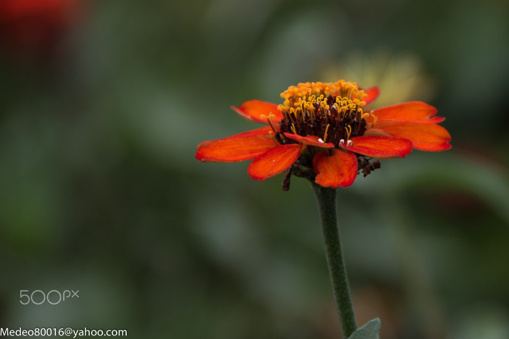 Canon EF 28-300mm F3.5-5.6L IS USM sample photo. Ai6p4060-2.jpg photography