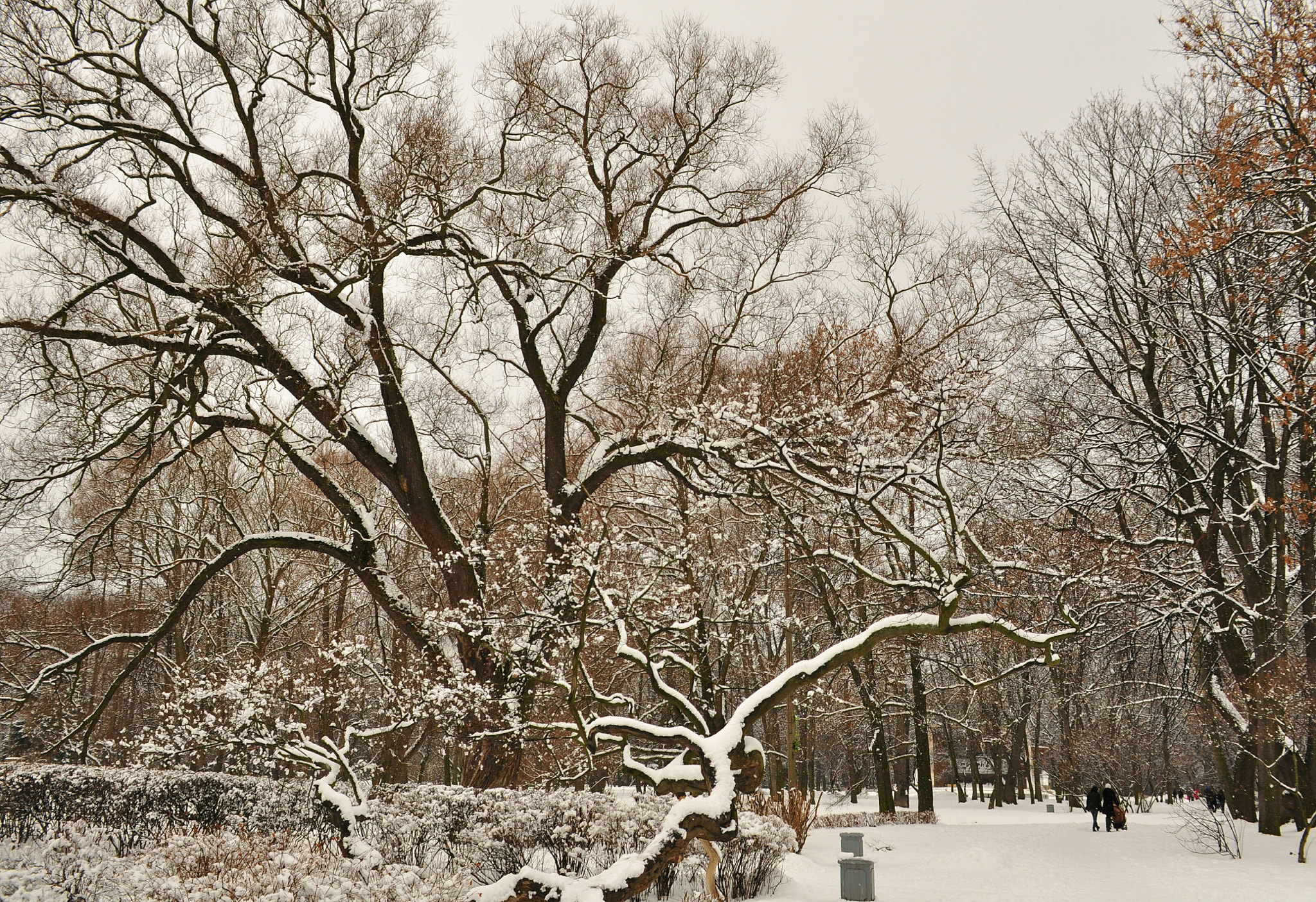 Sigma 18-50mm F2.8-4.5 DC OS HSM sample photo. Winter  photography