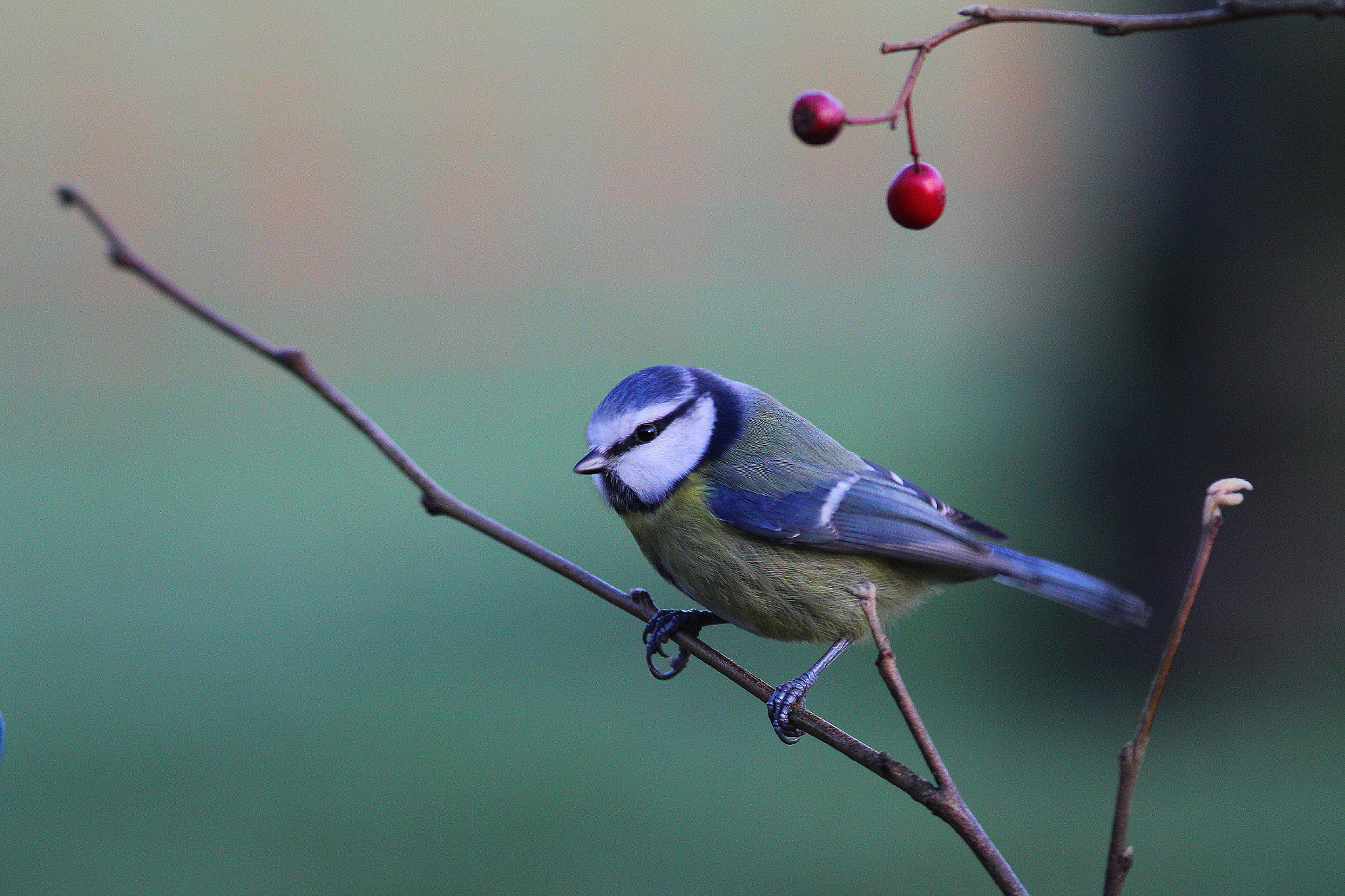 Canon EF 300mm F4L IS USM sample photo. Blue tit and berries photography