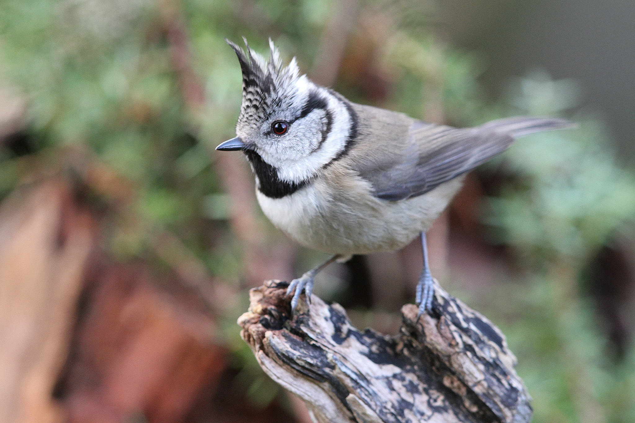 Canon EF 500mm F4L IS II USM sample photo. Crested tit photography