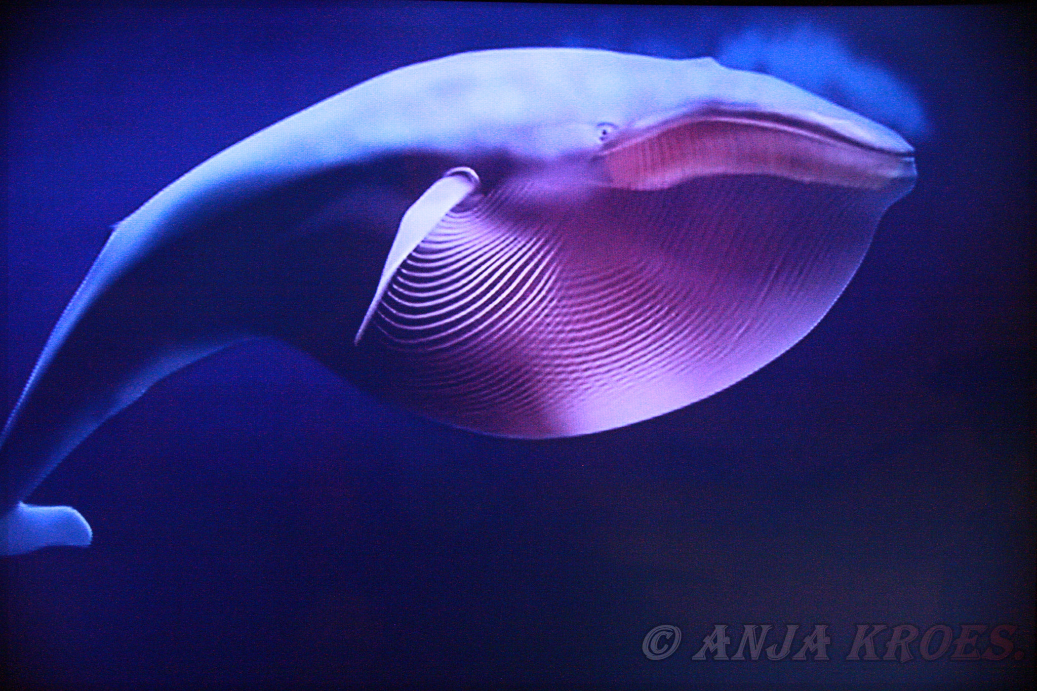 Canon EOS-1D Mark III sample photo