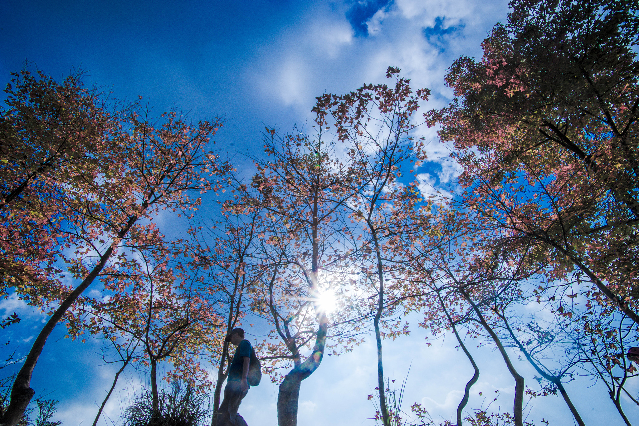 Sony a99 II + Minolta AF 17-35mm F2.8-4 (D) sample photo. Red leaves and blue sky photography
