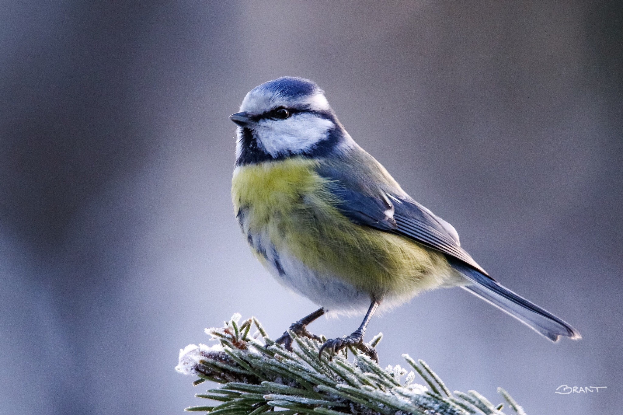 Canon 150-600mm F5-6.3 DG OS HSM | Sports 014 sample photo. Sunrise bluetit ii photography