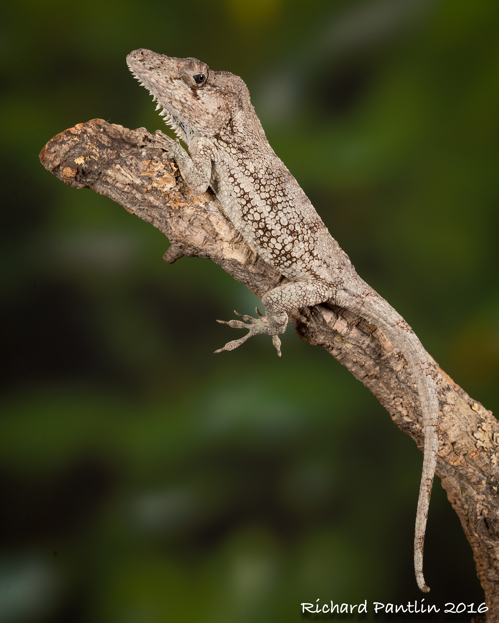 Nikon D750 + Nikon AF Micro-Nikkor 200mm F4D ED-IF sample photo. Cuban false chameleon photography