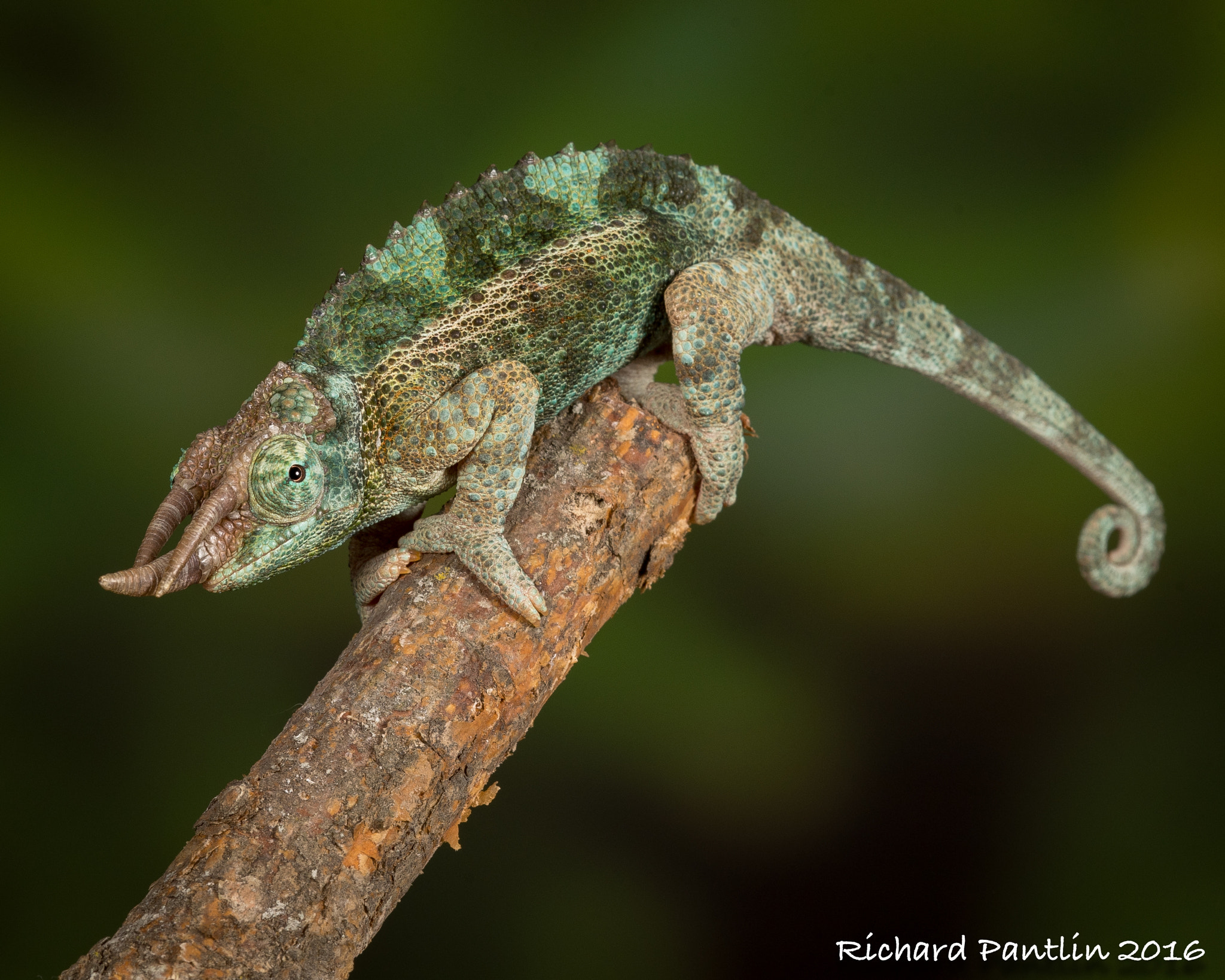 Nikon D750 + Nikon AF Micro-Nikkor 200mm F4D ED-IF sample photo. Jackson chameleon photography