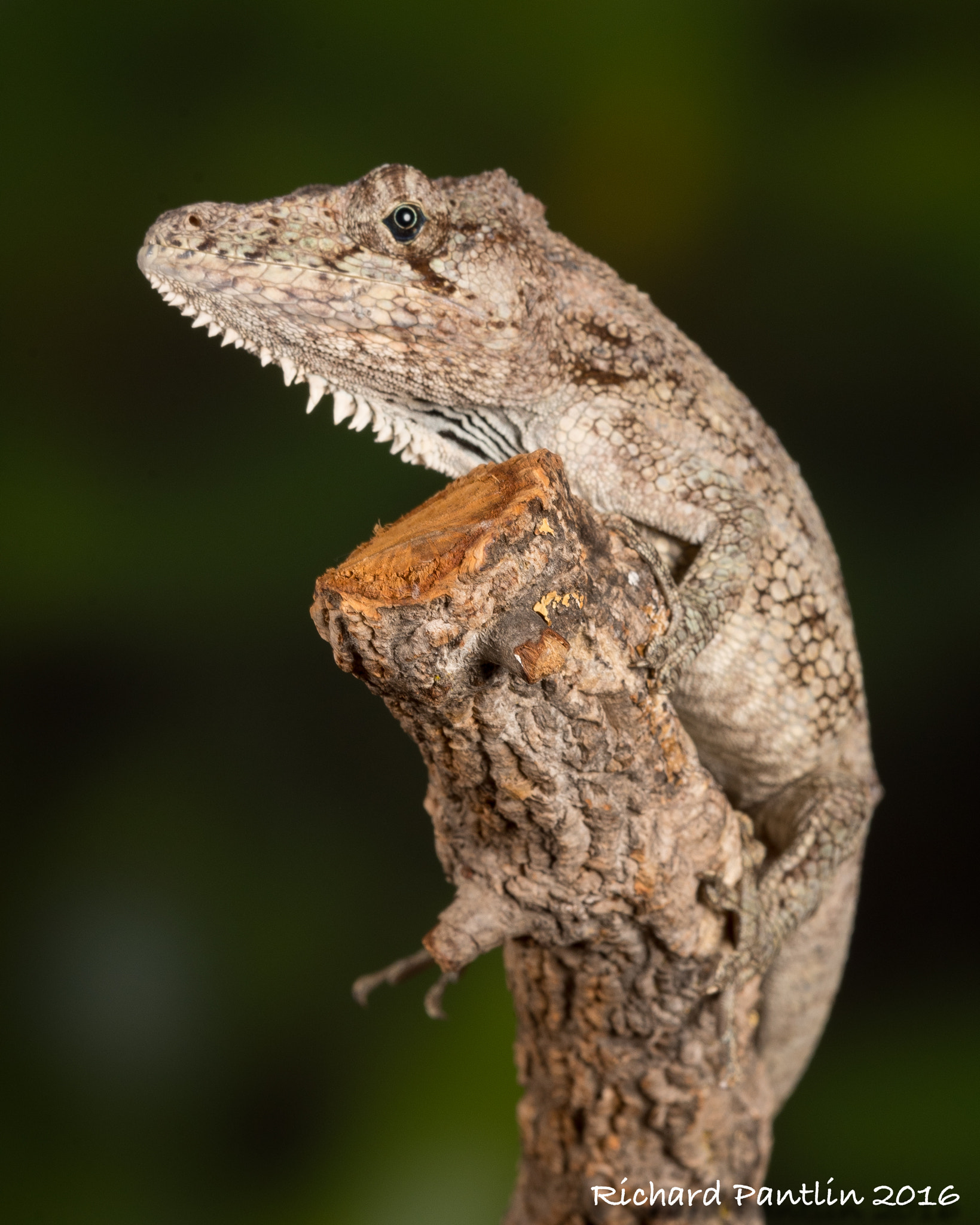 Nikon D750 + Nikon AF Micro-Nikkor 200mm F4D ED-IF sample photo. Cuban false chameleon photography
