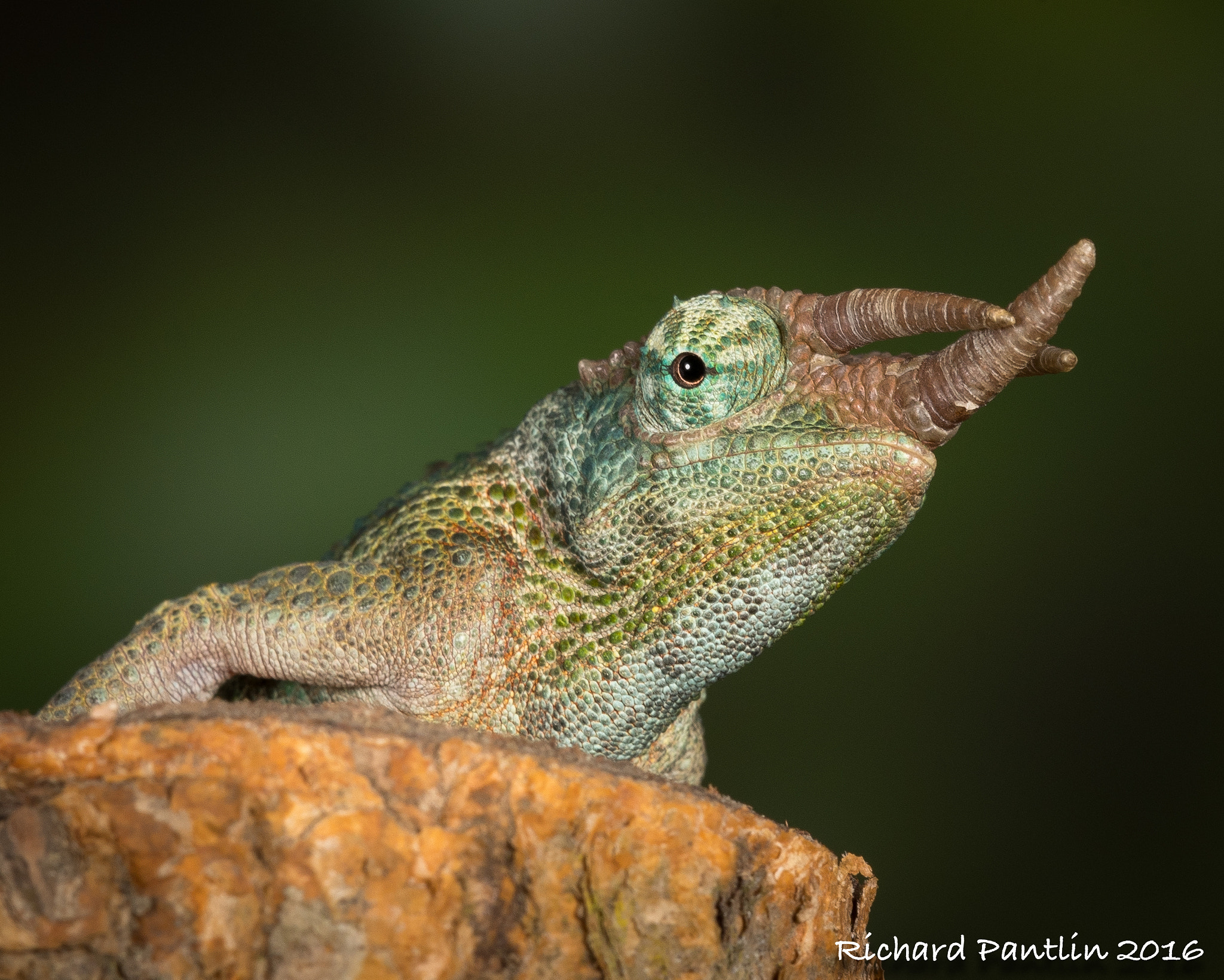 Nikon D750 + Nikon AF Micro-Nikkor 200mm F4D ED-IF sample photo. Jackson chameleon photography