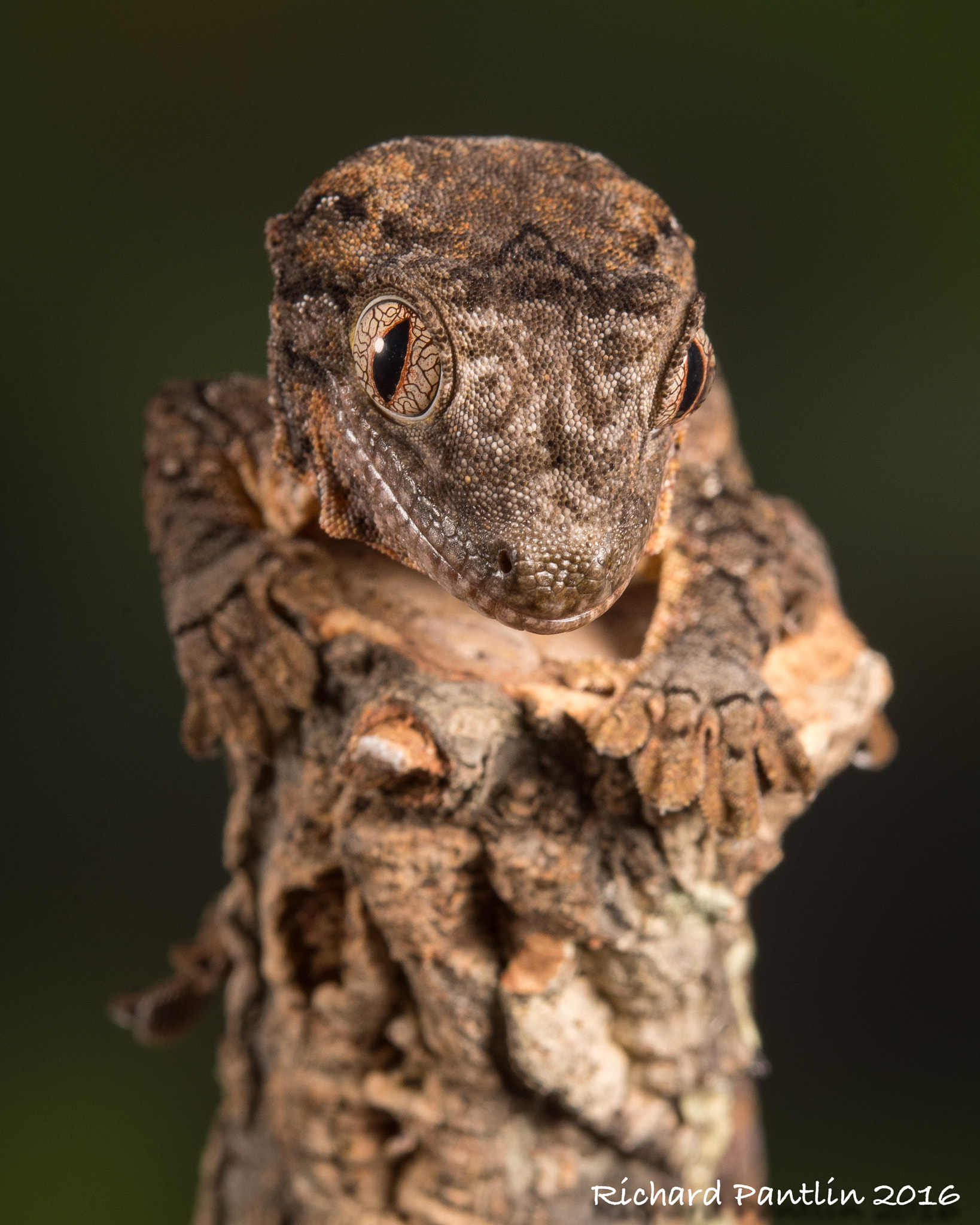 Nikon D750 + Nikon AF Micro-Nikkor 200mm F4D ED-IF sample photo. Mossy gecko photography
