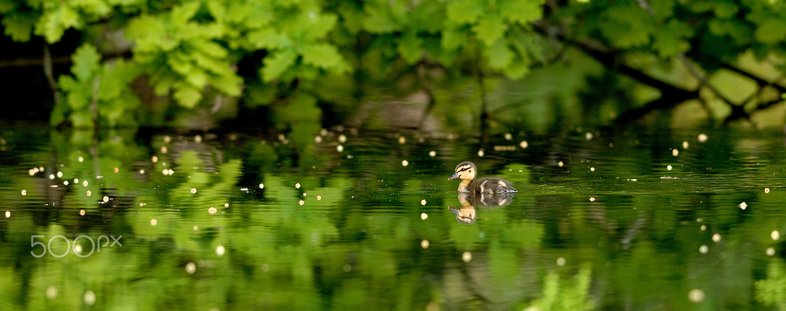 Nikon AF-S Nikkor 300mm F2.8G ED-IF VR sample photo. Looking for mum photography