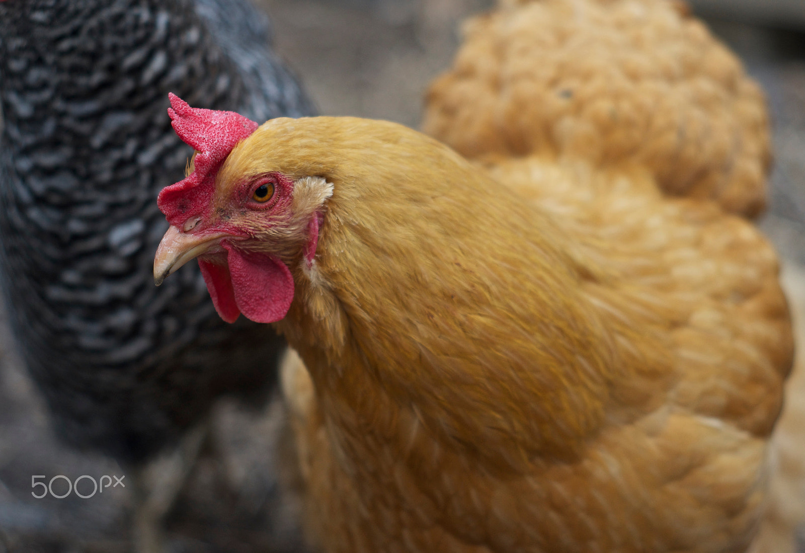 Sony SLT-A55 (SLT-A55V) + Minolta AF 50mm F1.7 sample photo. Chicken stare photography