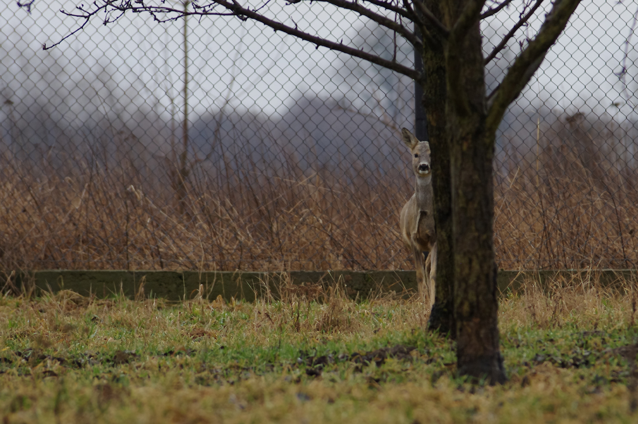 Pentax K-r sample photo. Bit shy photography