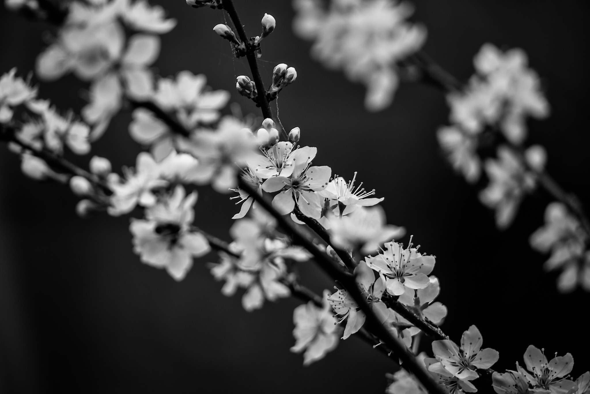 Panasonic Lumix G Vario 45-200mm F4-5.6 OIS sample photo. Meditate on nature photography