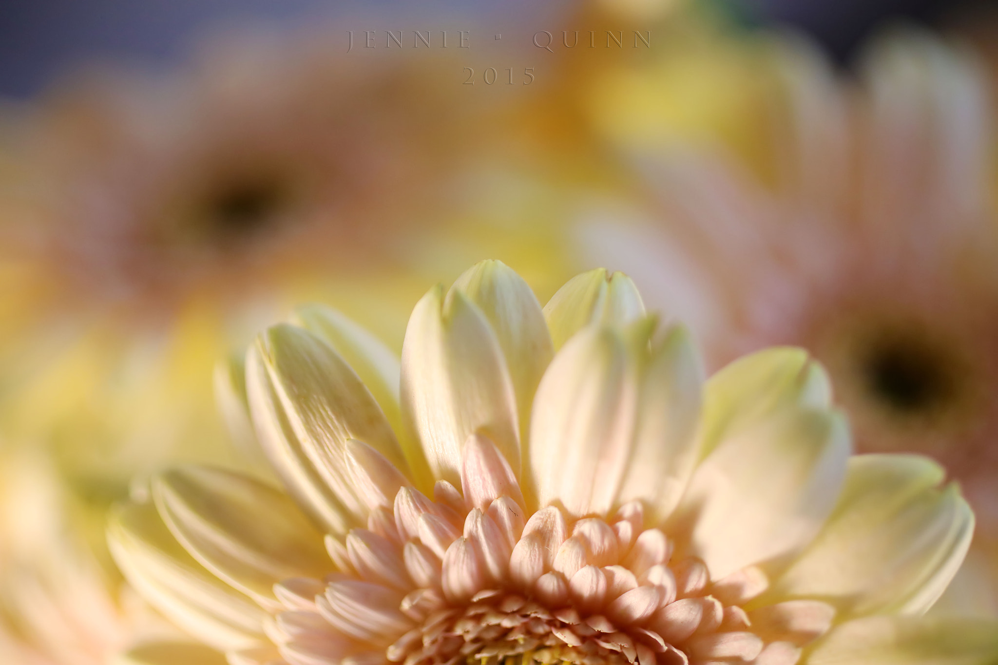 Canon EF 50mm F2.5 Macro sample photo. Wake up, get up! photography