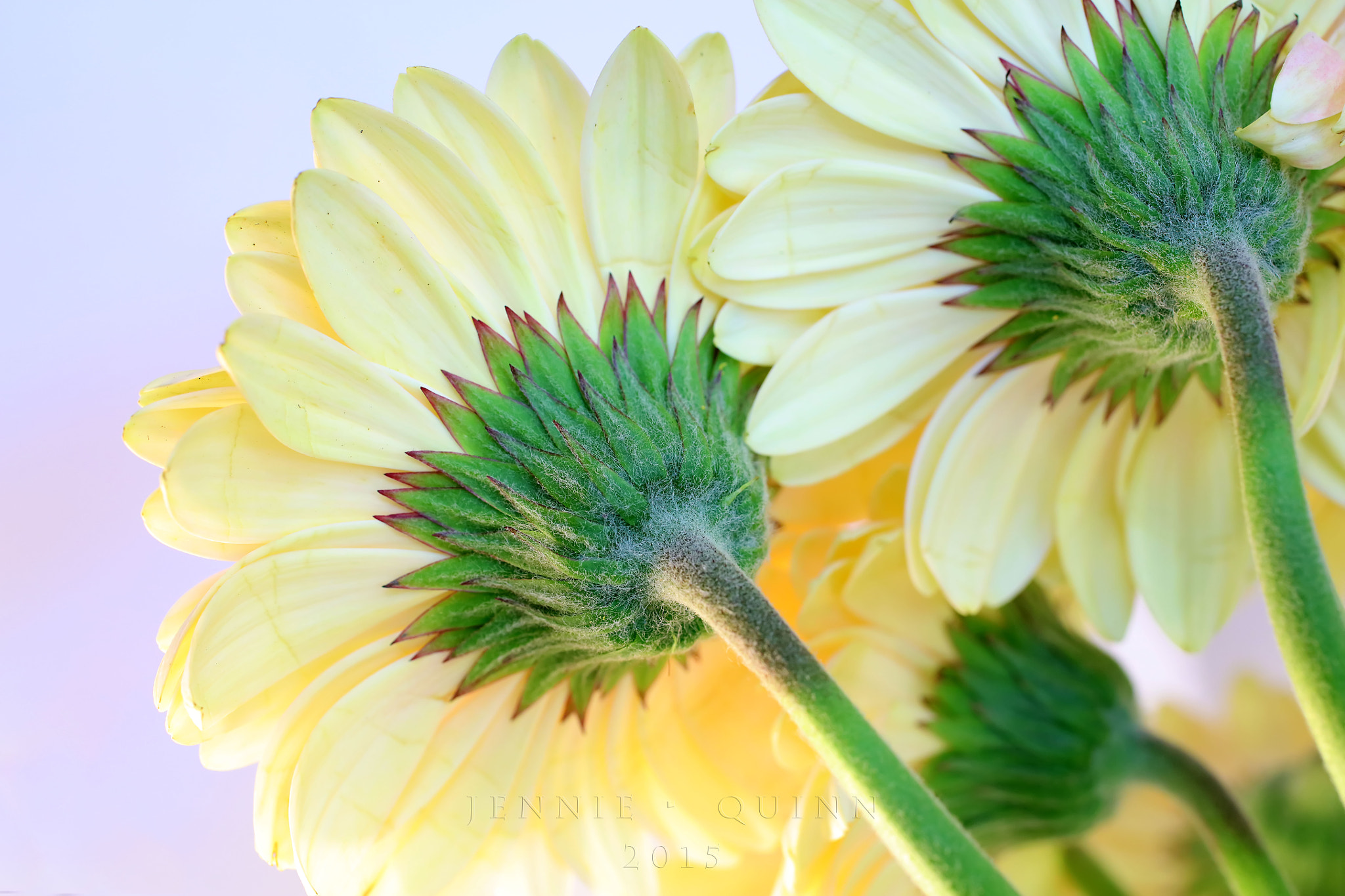 Canon EF 50mm F2.5 Macro sample photo. Up in arms photography
